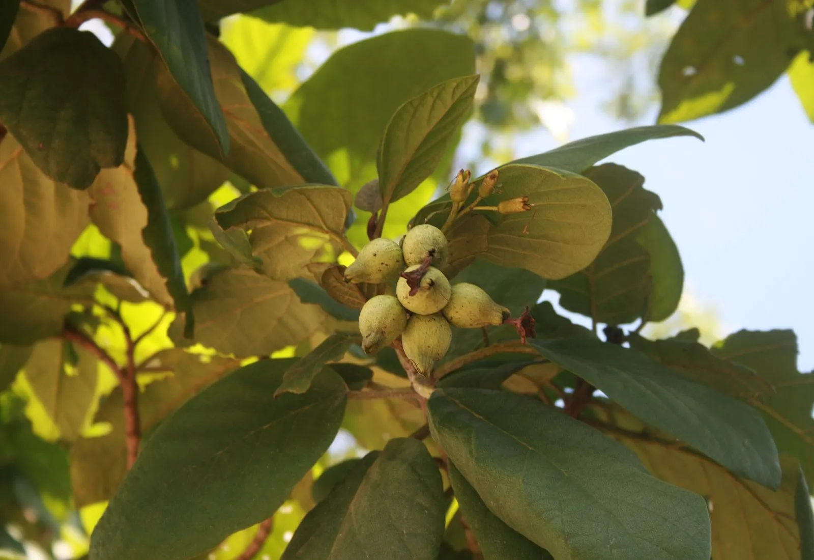 Orange Geiger Tree (Cordia Sebestena) — botanically known as Cordia sebestena; this evergreen reaches up to 20-30 feet in height and spreads up to 20 feet