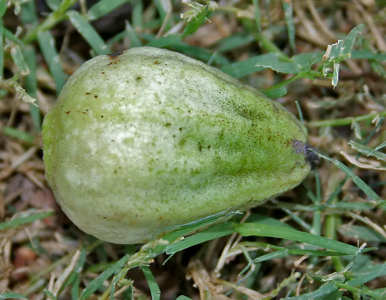 Orange Geiger Tree (Cordia Sebestena) — shrub for full