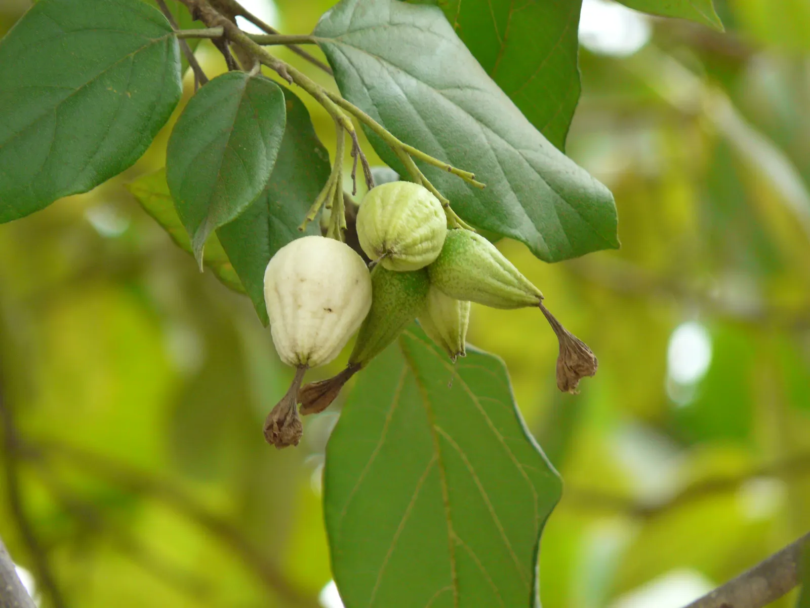 Orange Geiger Tree (Cordia Sebestena) — It does not have significant pest or disease issues; making it a reliable and resilient choice for a, image 80