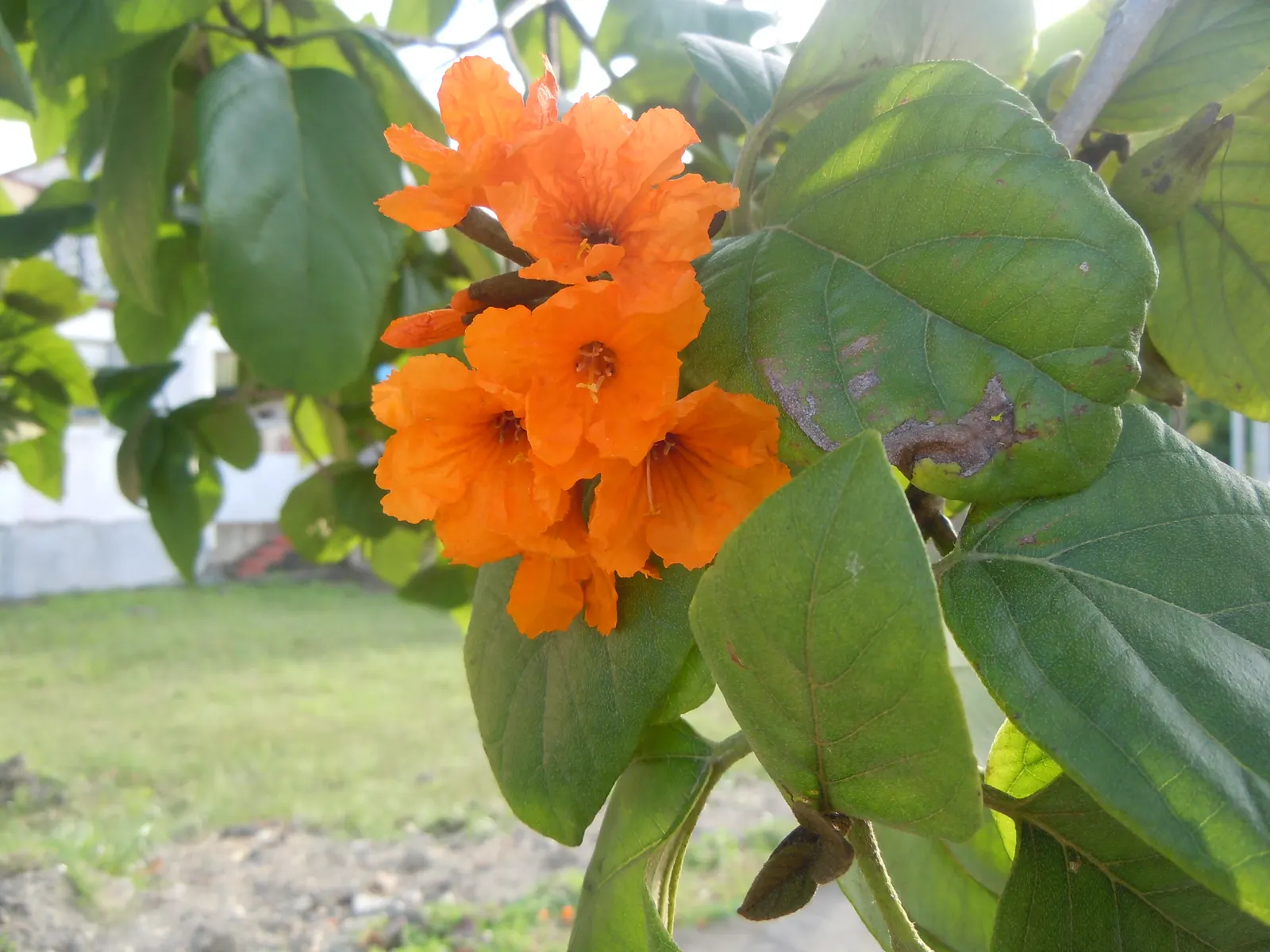 Orange Geiger Tree (Cordia Sebestena) — and can withstand brief spells of drought once established