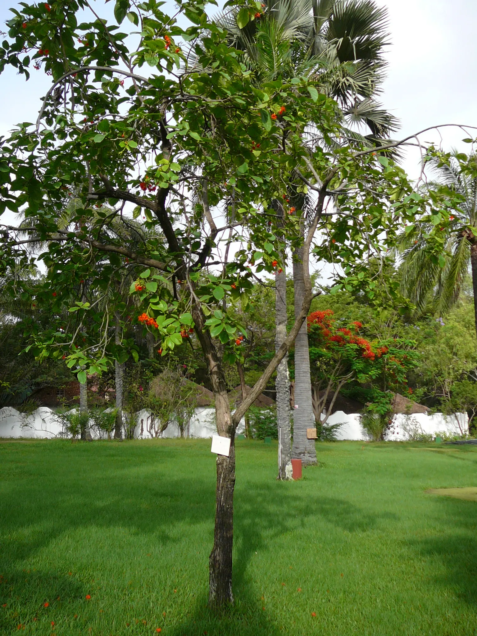 Orange Geiger Tree (Cordia Sebestena) — Regular watering promotes optimal growth