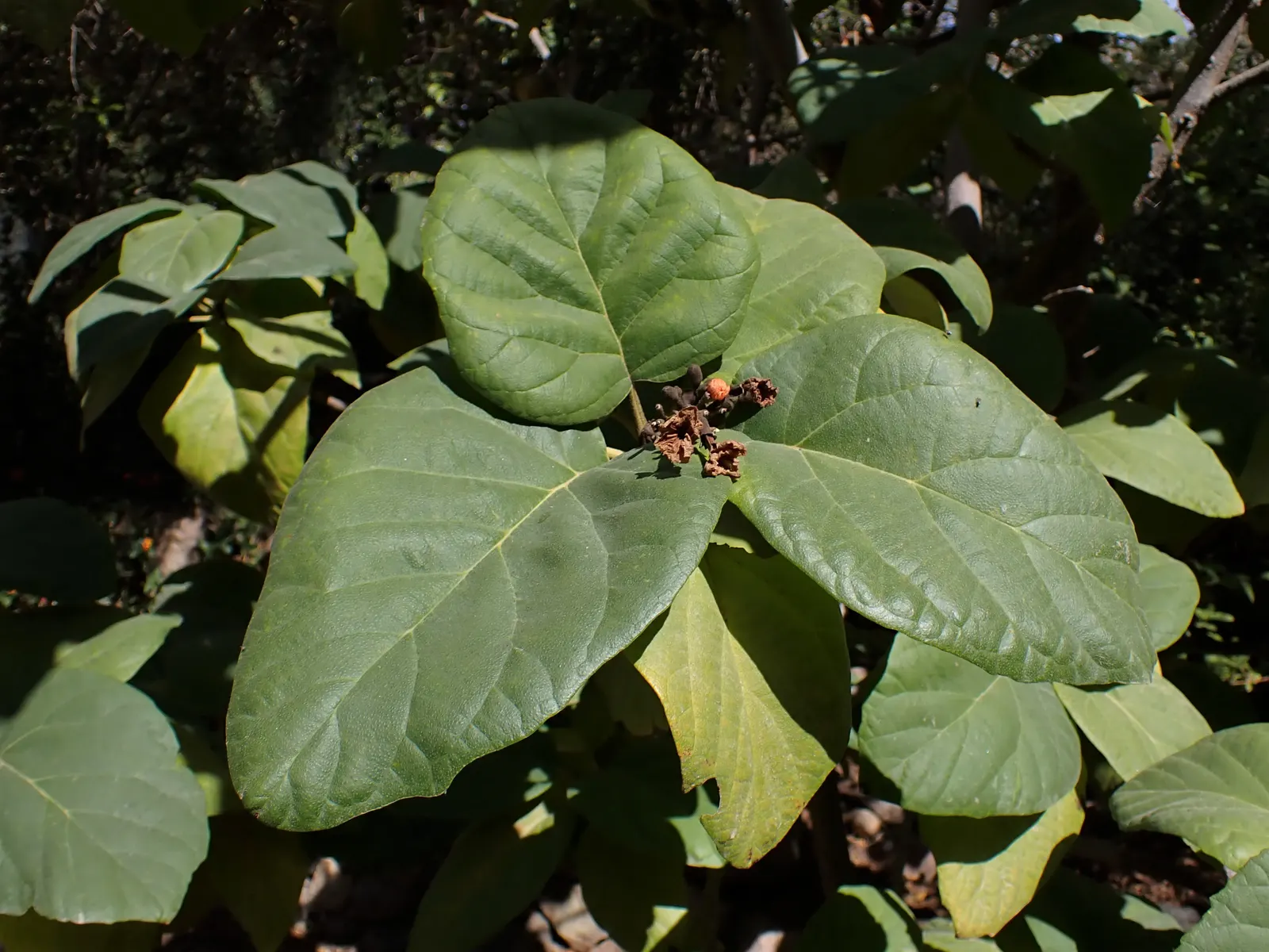 Orange Geiger Tree (Cordia Sebestena) — The Orange Geiger Tree (Cordia sebestena)