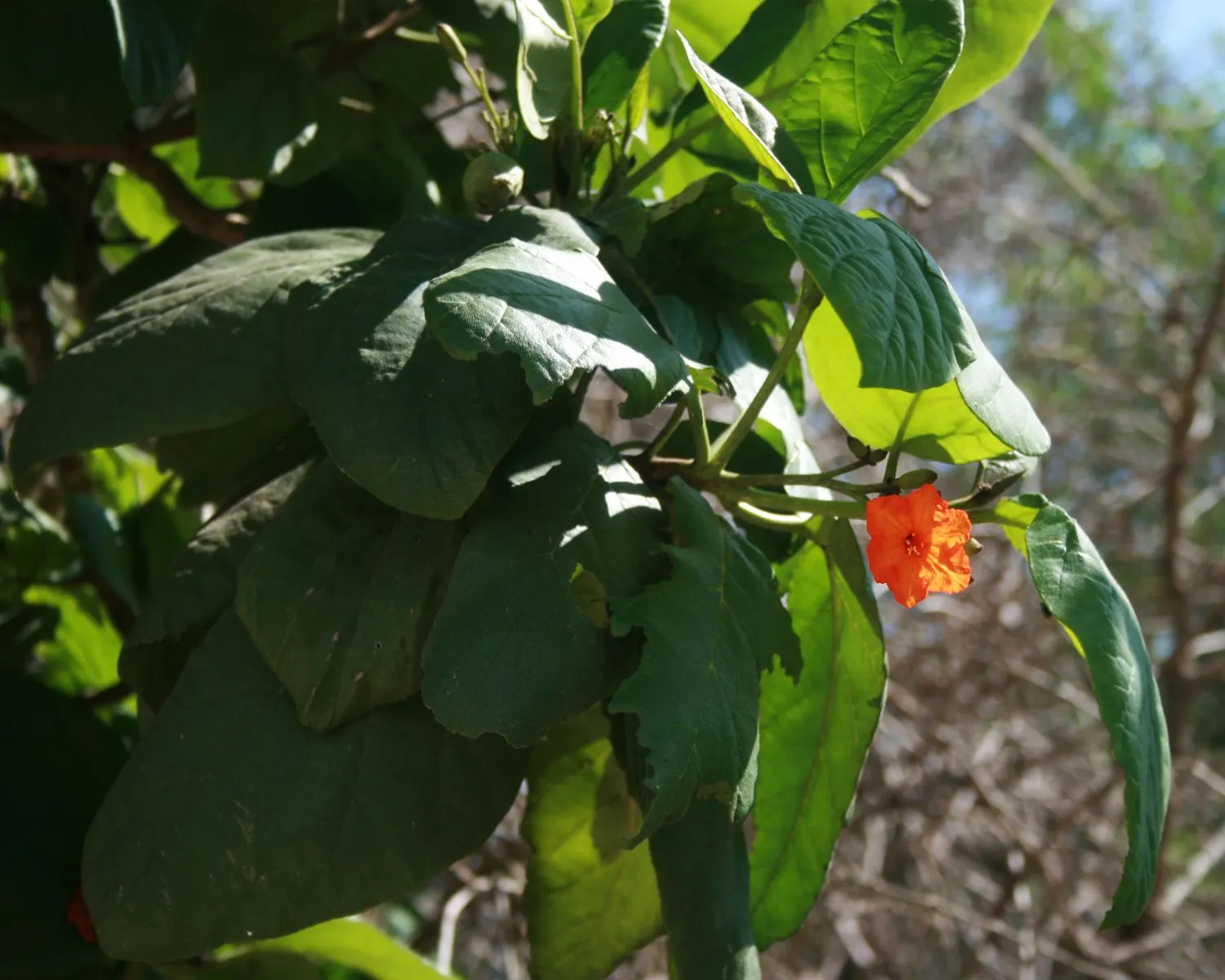 Orange Geiger Tree (Cordia Sebestena) — requiring little pruning to maintain its shape and promote healthy growth; making it suitable for coastal, image 79