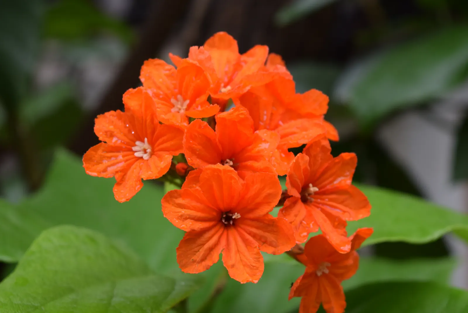Orange Geiger Tree (Cordia Sebestena) — making it suitable for coastal settings; making it suitable for coastal areas, image 91