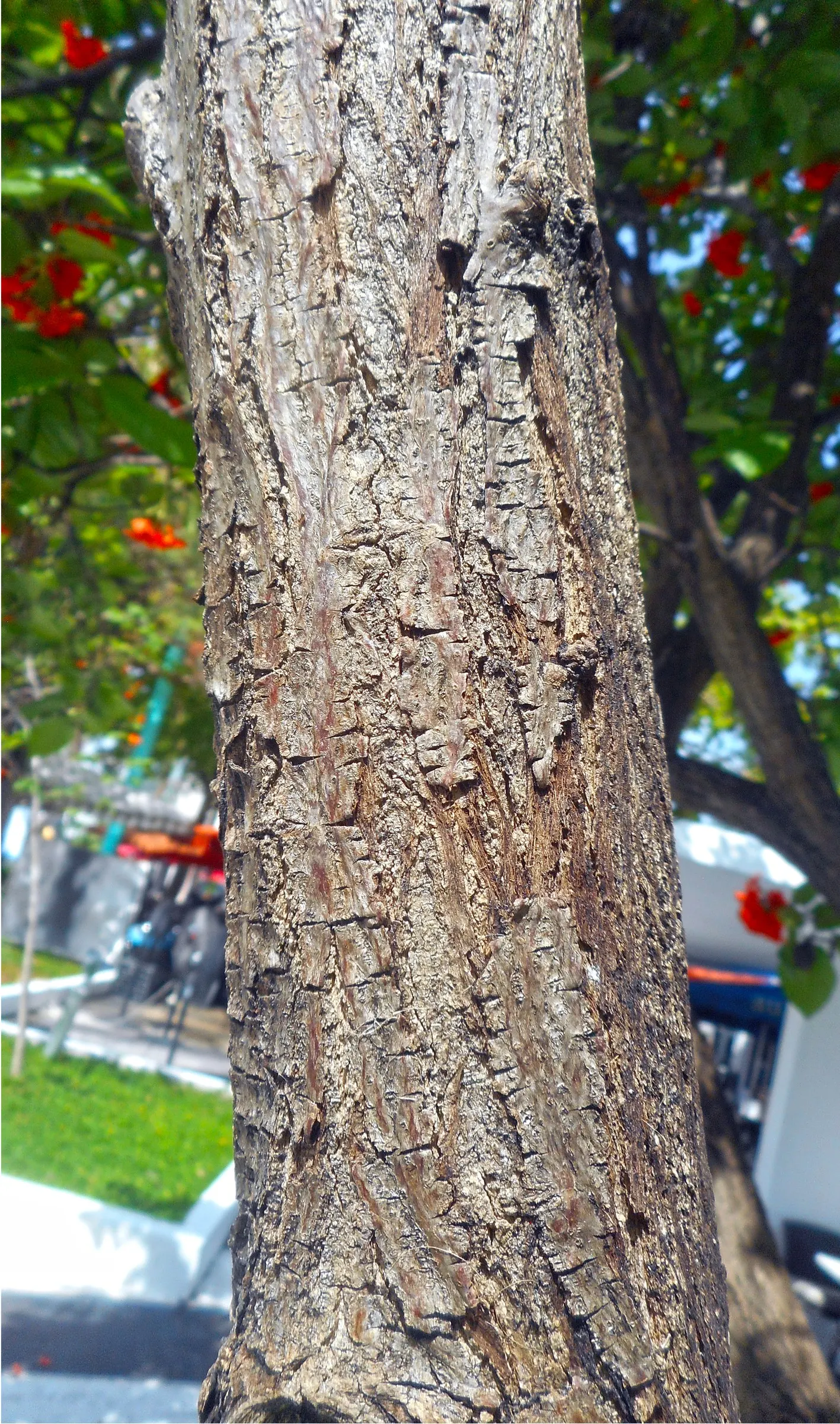 Orange Geiger Tree (Cordia Sebestena) — peaking in the warm summer months; making it suitable for coastal areas, image 99