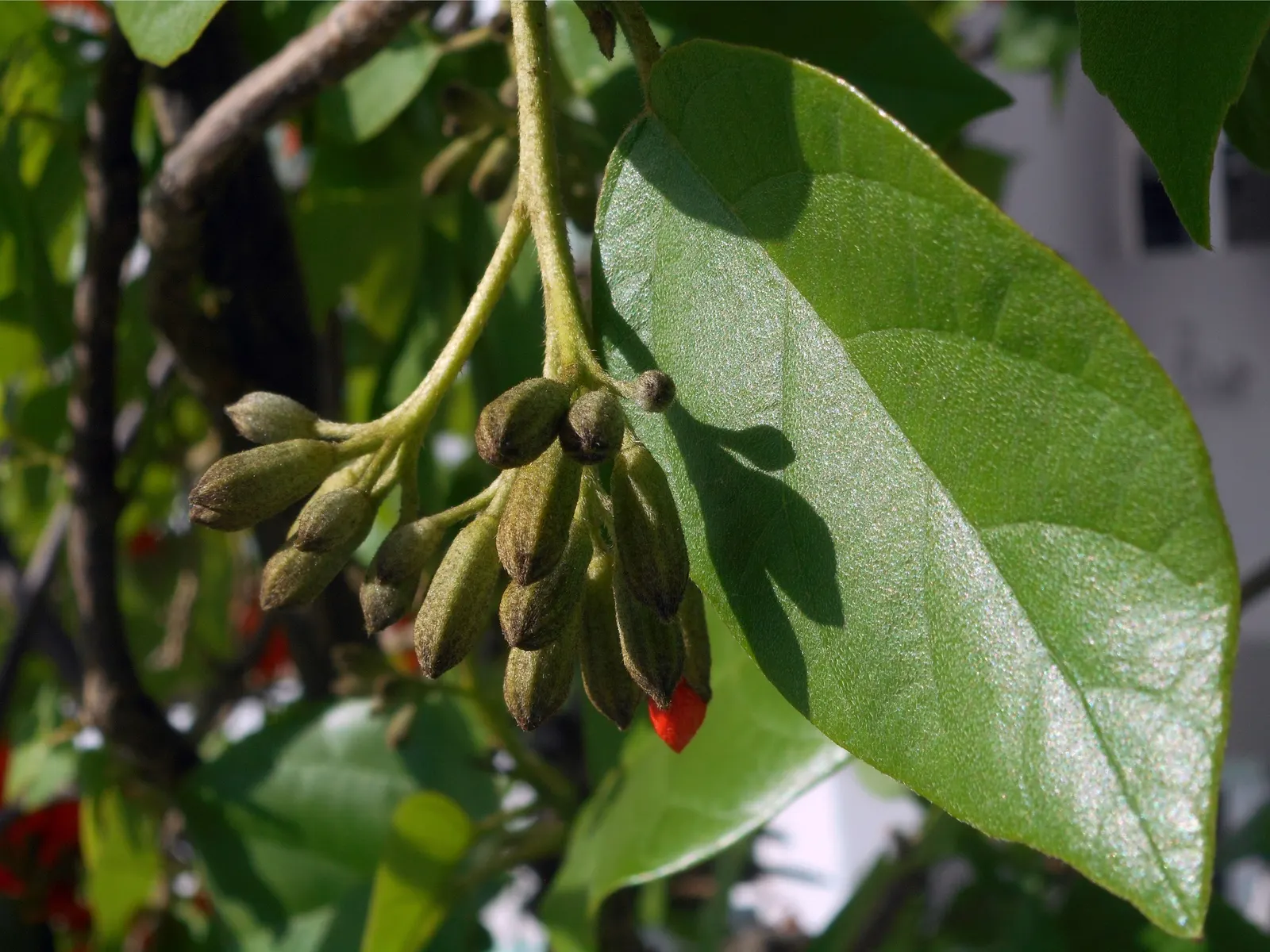 Orange Geiger Tree (Cordia Sebestena) — It prefers full sun and adapts to various soil types; this evergreen reaches up to 20-30 feet in height and spreads up