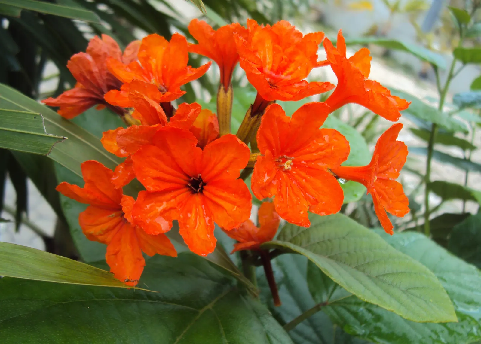 Orange Geiger Tree (Cordia Sebestena) — features bold orange blossoms and lush; making it suitable for coastal areas, image 87