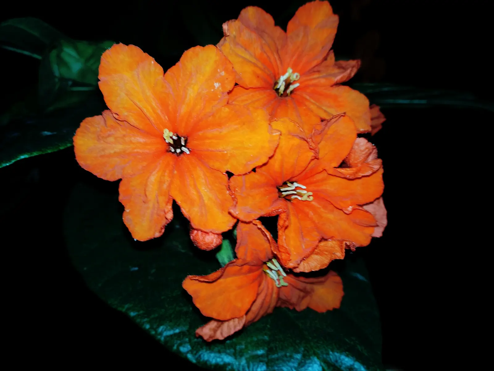 Orange Geiger Tree (Cordia Sebestena) — and can withstand brief spells of drought once established; making it suitable for coastal areas, image 103