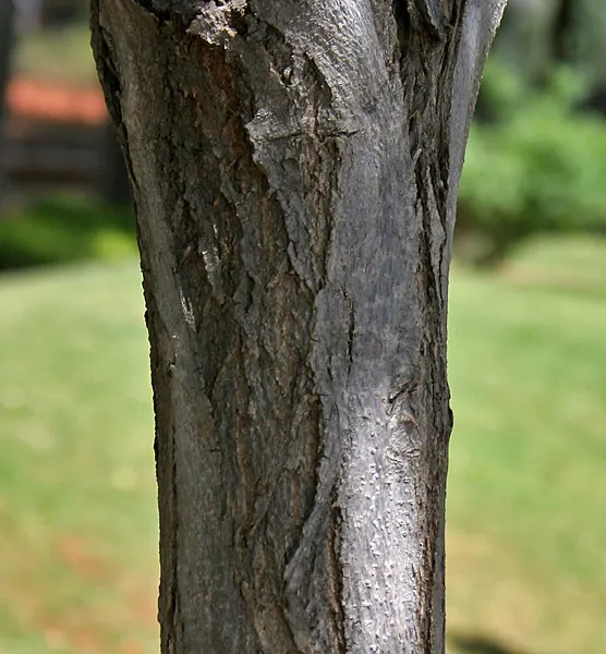 Orange Geiger Tree (Cordia Sebestena) — This robust tree is salt-tolerant; this evergreen reaches up to 20-30 feet in height and spreads up to 20 feet