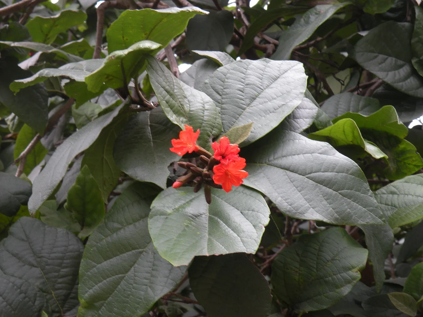 Orange Geiger Tree (Cordia Sebestena) — It does not have significant pest or disease issues; making it a reliable and resilient choice for a fuss-free garden