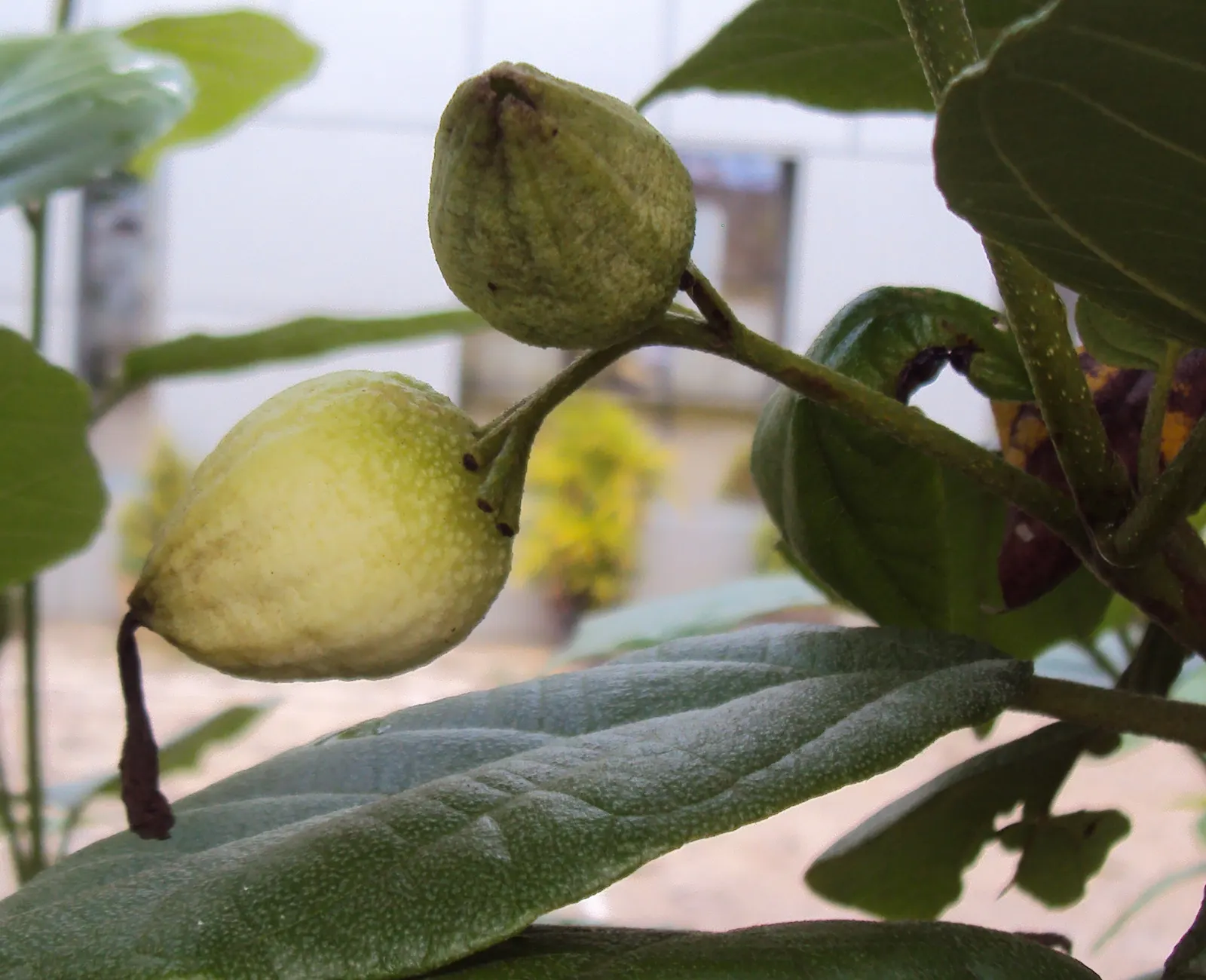 Orange Geiger Tree (Cordia Sebestena) — withstanding minimum temperatures of 30 to 40&deg;F.<br><br>In terms of maintenance; this evergreen reaches, image 105