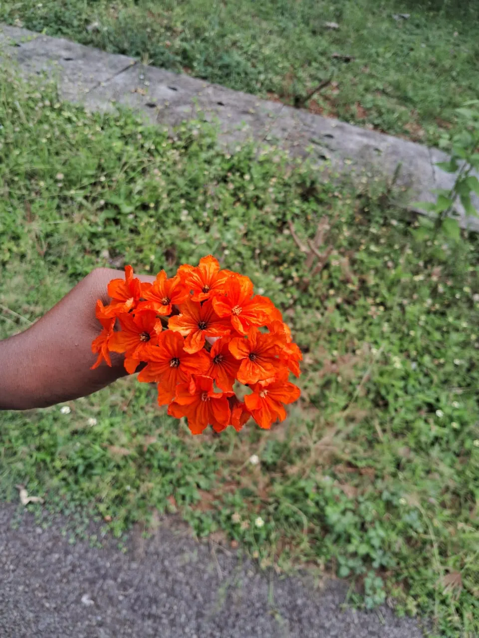 Orange Geiger Tree (Cordia Sebestena) — the Orange Geiger Tree is relatively low-maintenance; allowing it to comfortably fit into residential, image 78