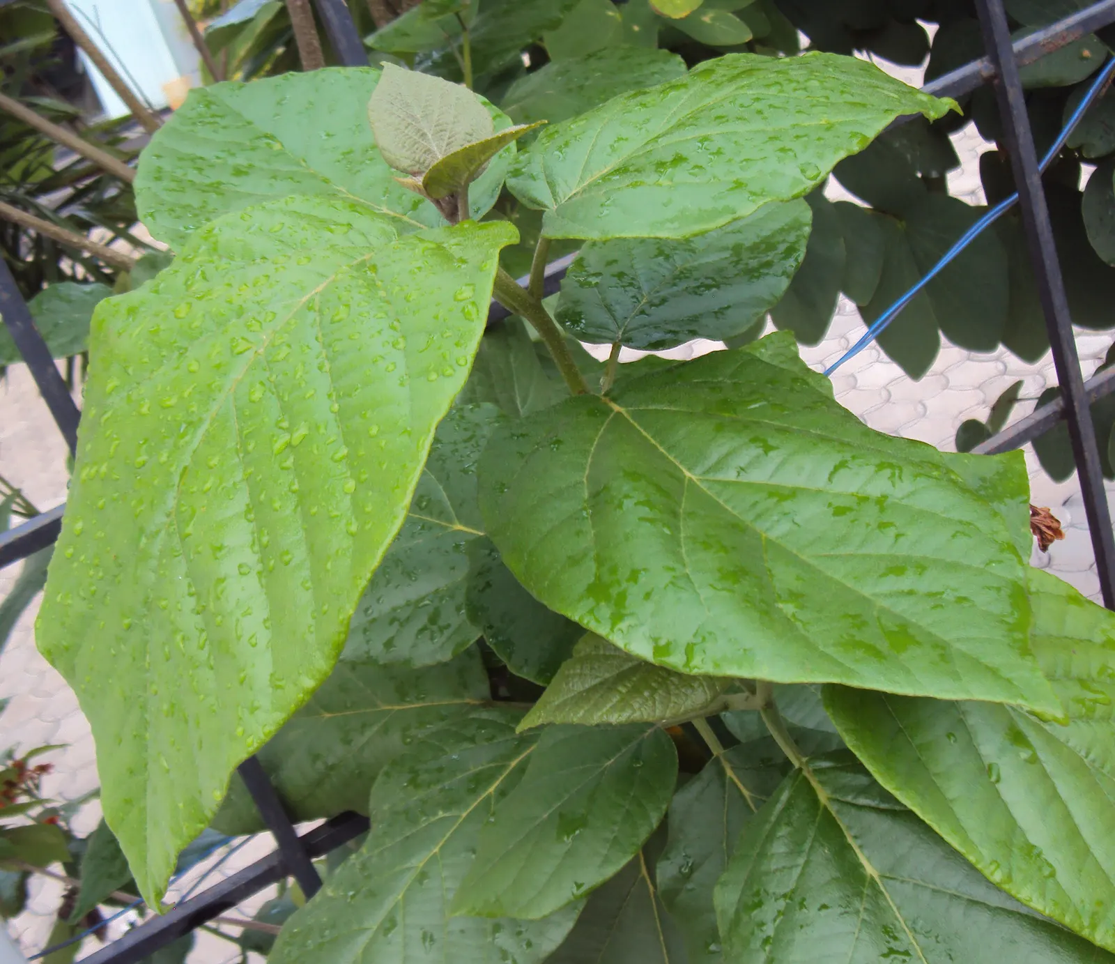 Orange Geiger Tree (Cordia Sebestena) — making it a reliable and resilient choice for a fuss-free garden addition; this evergreen reaches up to, image 109
