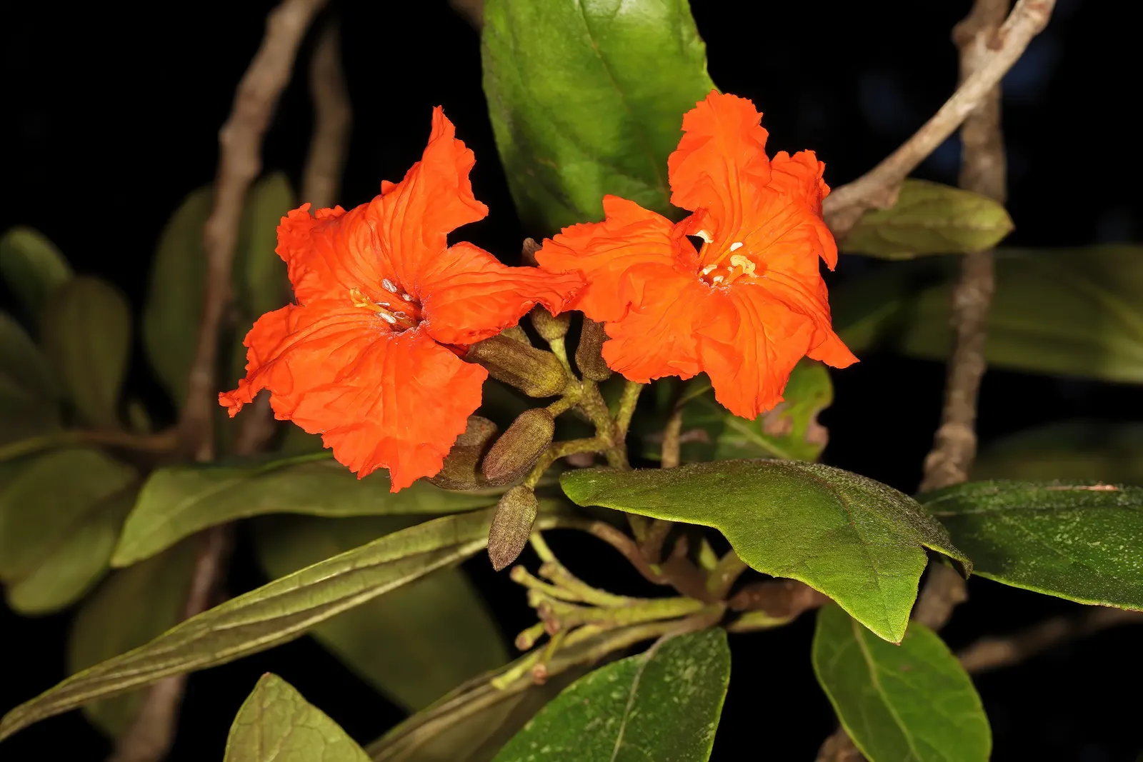 Orange Geiger Tree (Cordia Sebestena) — allowing it to comfortably fit into residential gardens without overwhelming the space; making it suitable, image 95