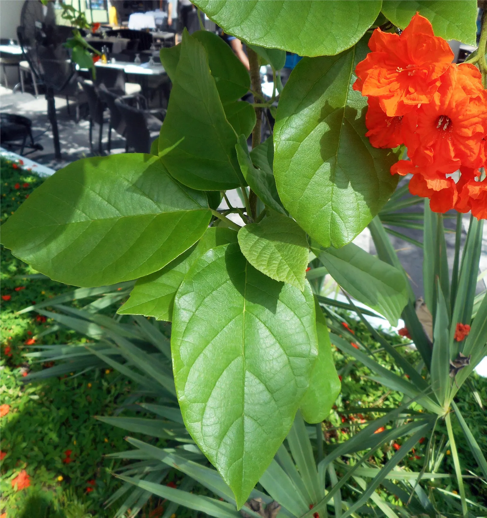 Orange Geiger Tree (Cordia Sebestena) — its foliage consists of broad; this evergreen reaches up to 20-30 feet in height and spreads up to 20 feet