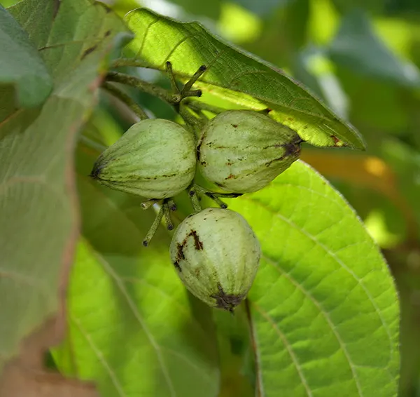 Orange Geiger Tree (Cordia Sebestena) — making it a reliable and resilient choice for a fuss-free garden addition
