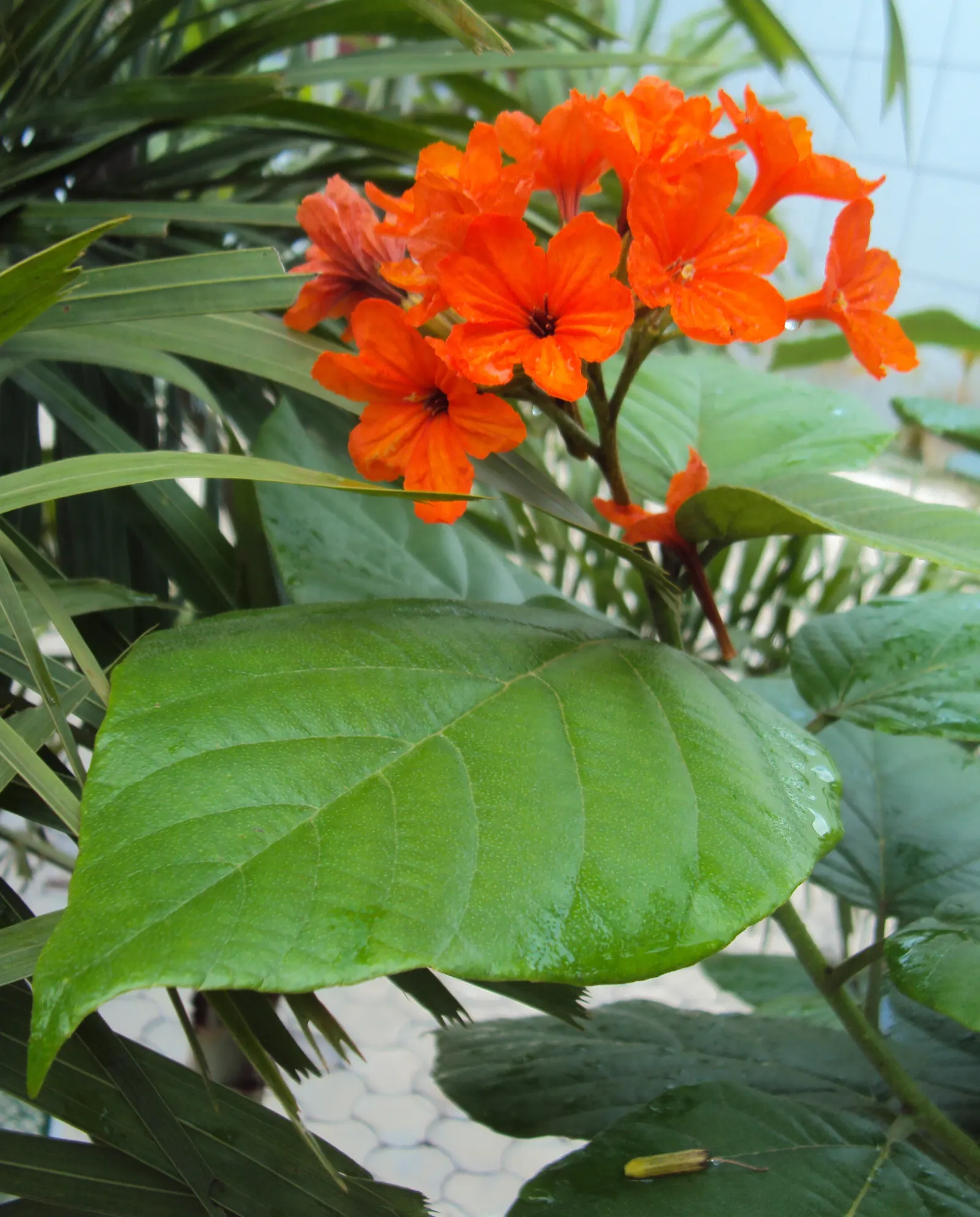 Orange Geiger Tree (Cordia Sebestena) — Gracefully sporting a dense; making it a reliable and resilient choice for a fuss-free garden addition, image 96