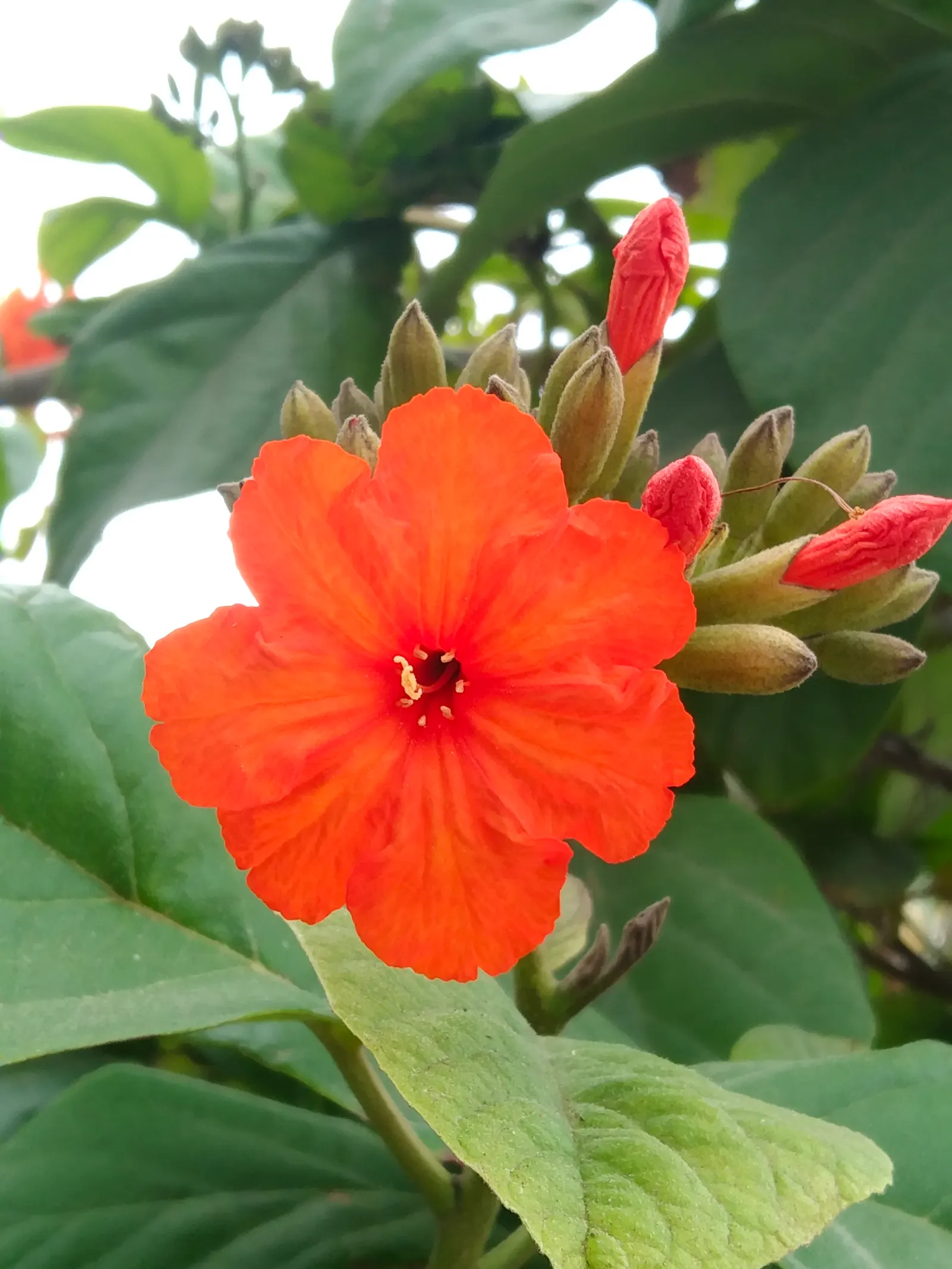 Orange Geiger Tree (Cordia Sebestena) — It prefers full sun and adapts to various soil types; this evergreen reaches up to 20-30 feet in height and, image 61