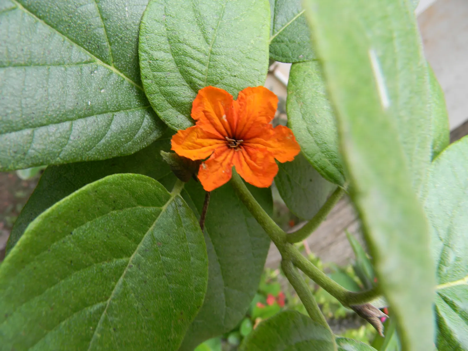 Orange Geiger Tree (Cordia Sebestena) — which bloom throughout the year