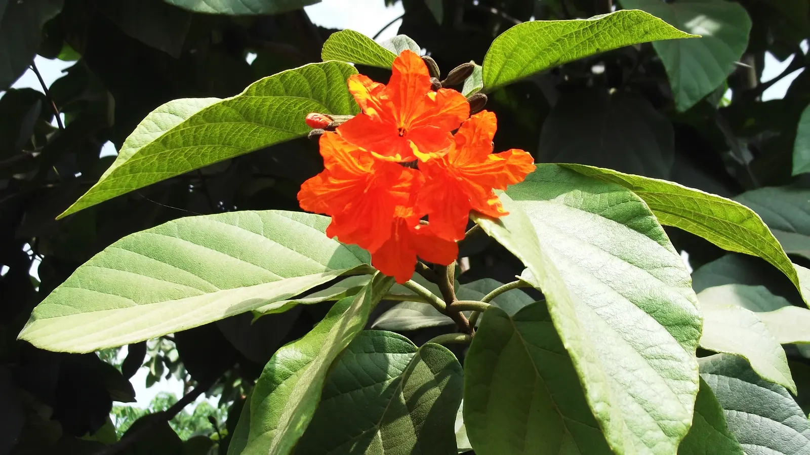Orange Geiger Tree (Cordia Sebestena) — This evergreen reaches up to 20-30 feet in height and spreads up to 20 feet; making it a reliable and, image 88