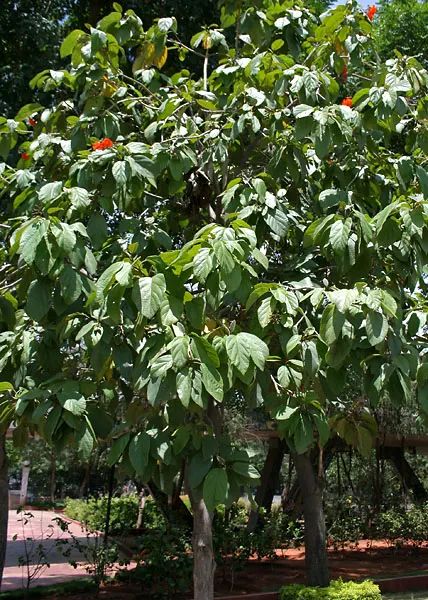 Orange Geiger Tree (Cordia Sebestena) — The Orange Geiger Tree (Cordia sebestena); this evergreen reaches up to 20-30 feet in height and spreads up, image 57