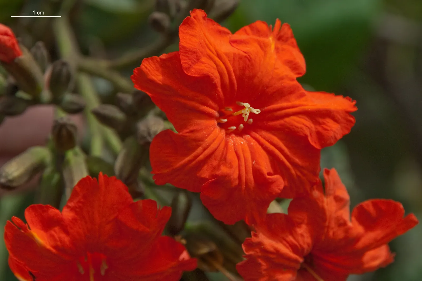 Orange Geiger Tree (Cordia Sebestena) — is a valuable asset to any tropical or subtropical landscape design; allowing it to comfortably fit into residential