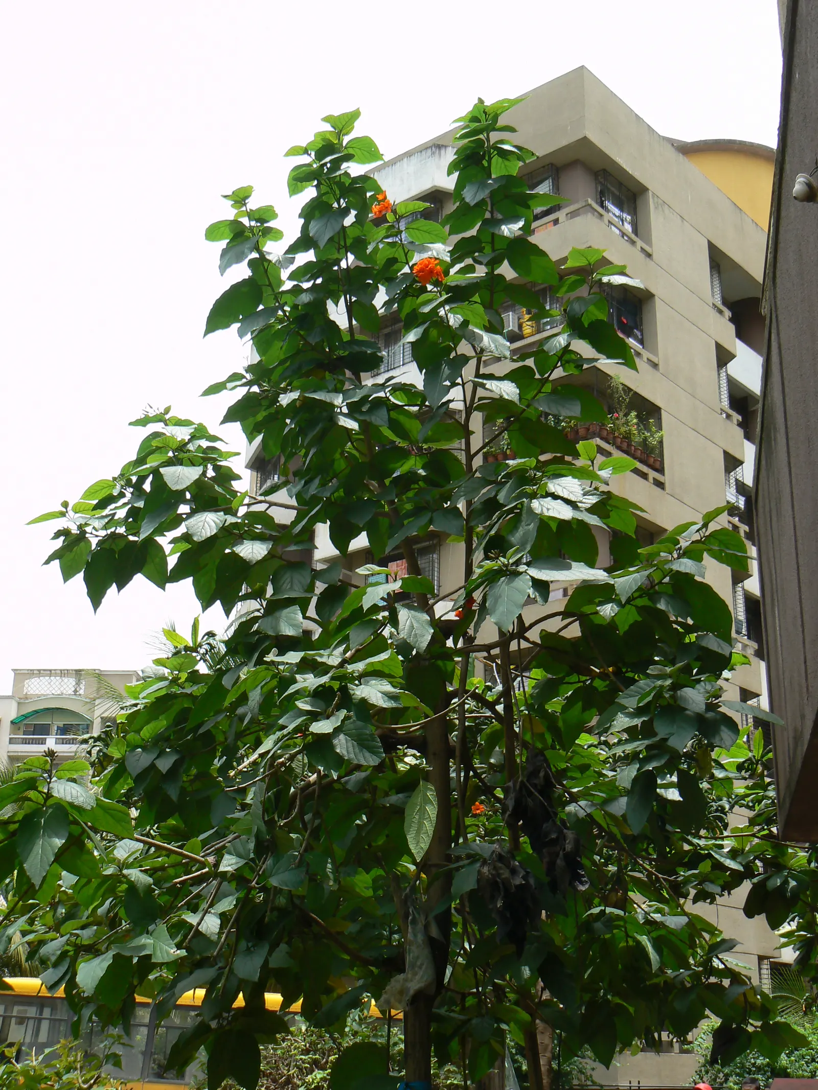 Orange Geiger Tree (Cordia Sebestena) — allowing it to comfortably fit into residential gardens without overwhelming the space; making it suitable, image 67