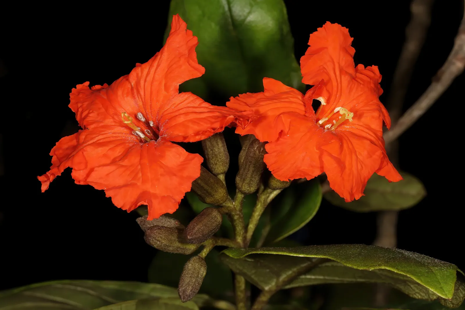 Orange Geiger Tree (Cordia Sebestena) — This robust tree is salt-tolerant; this evergreen reaches up to 20-30 feet in height and spreads up to 20, image 101