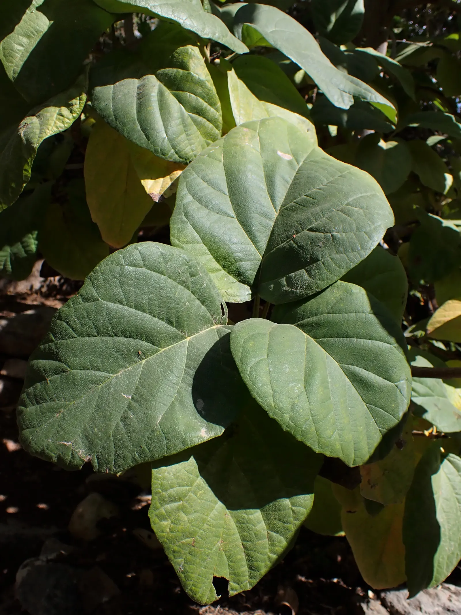 Orange Geiger Tree (Cordia Sebestena) — and can withstand brief spells of drought once established; making it suitable for coastal areas
