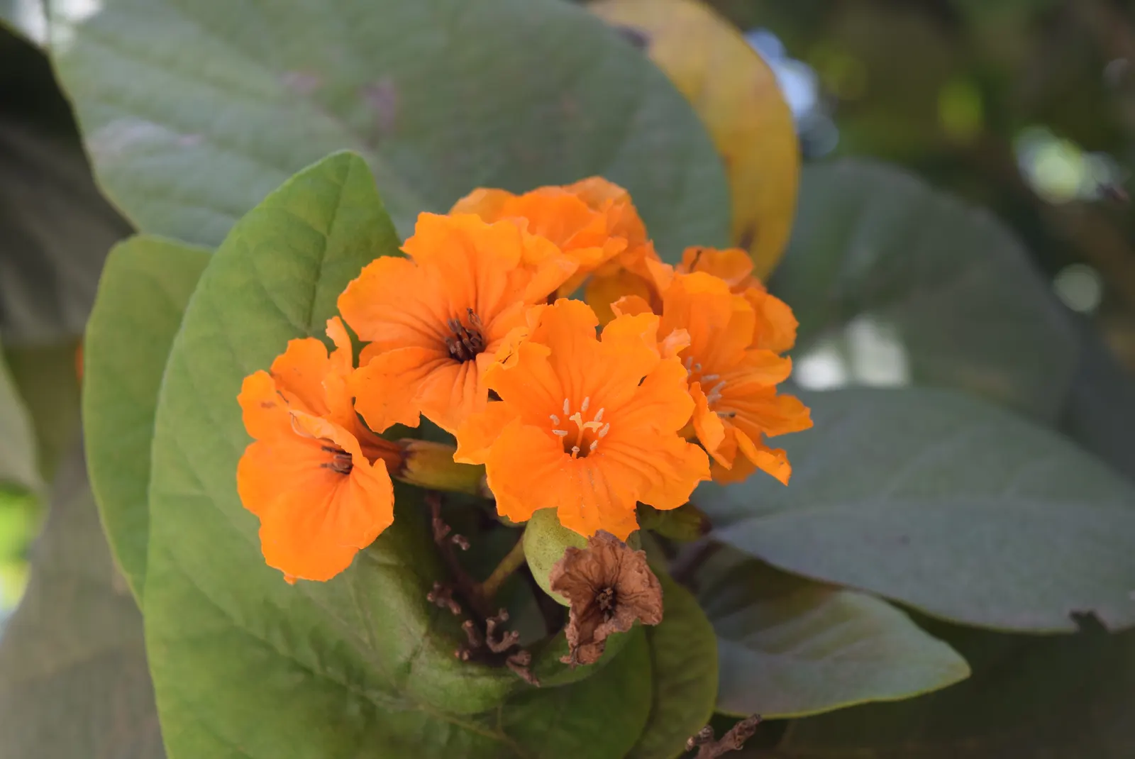 Orange Geiger Tree (Cordia Sebestena) — making it a reliable and resilient choice for a fuss-free garden addition; this evergreen reaches up to, image 81