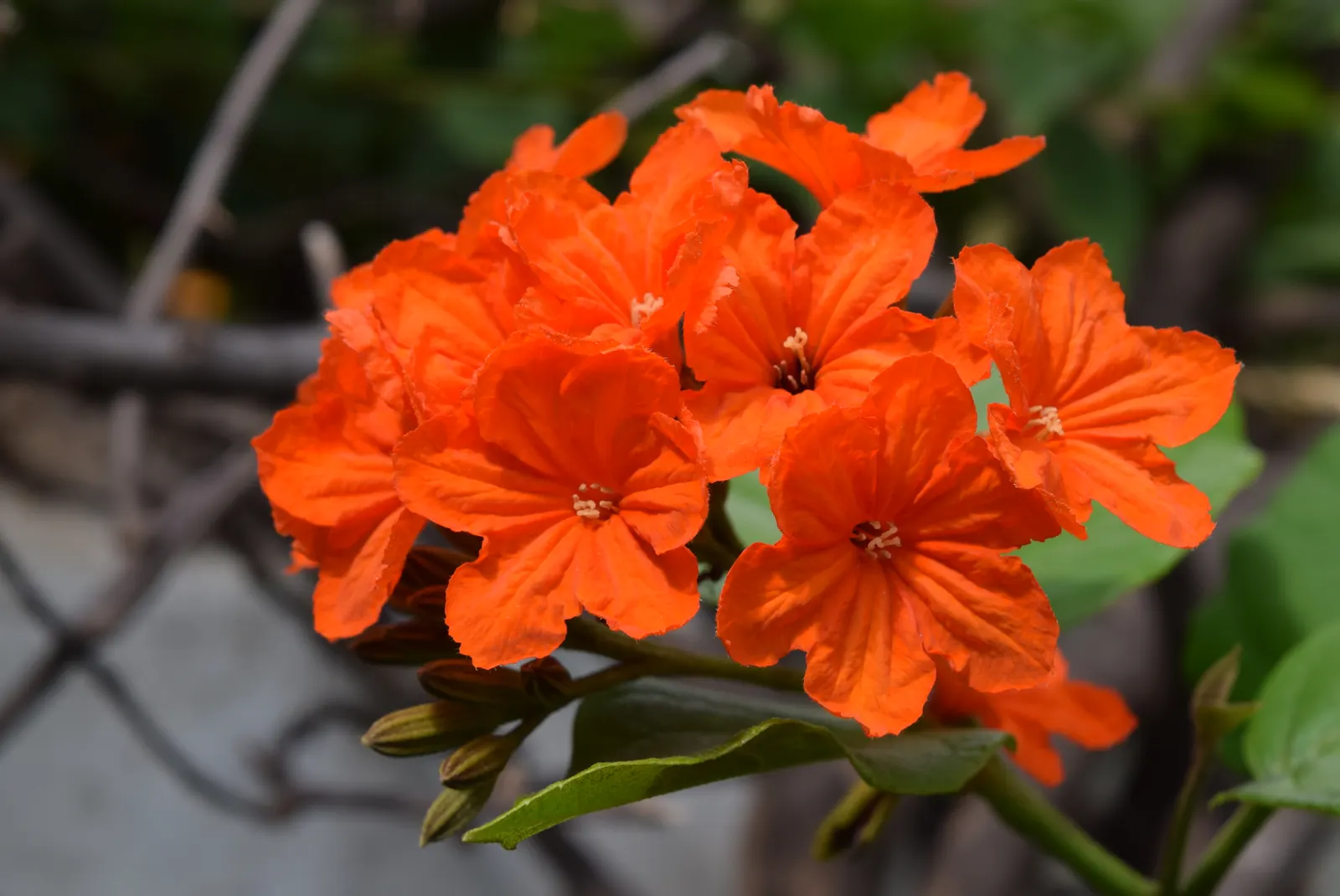 Orange Geiger Tree (Cordia Sebestena) — shrub with white blooms