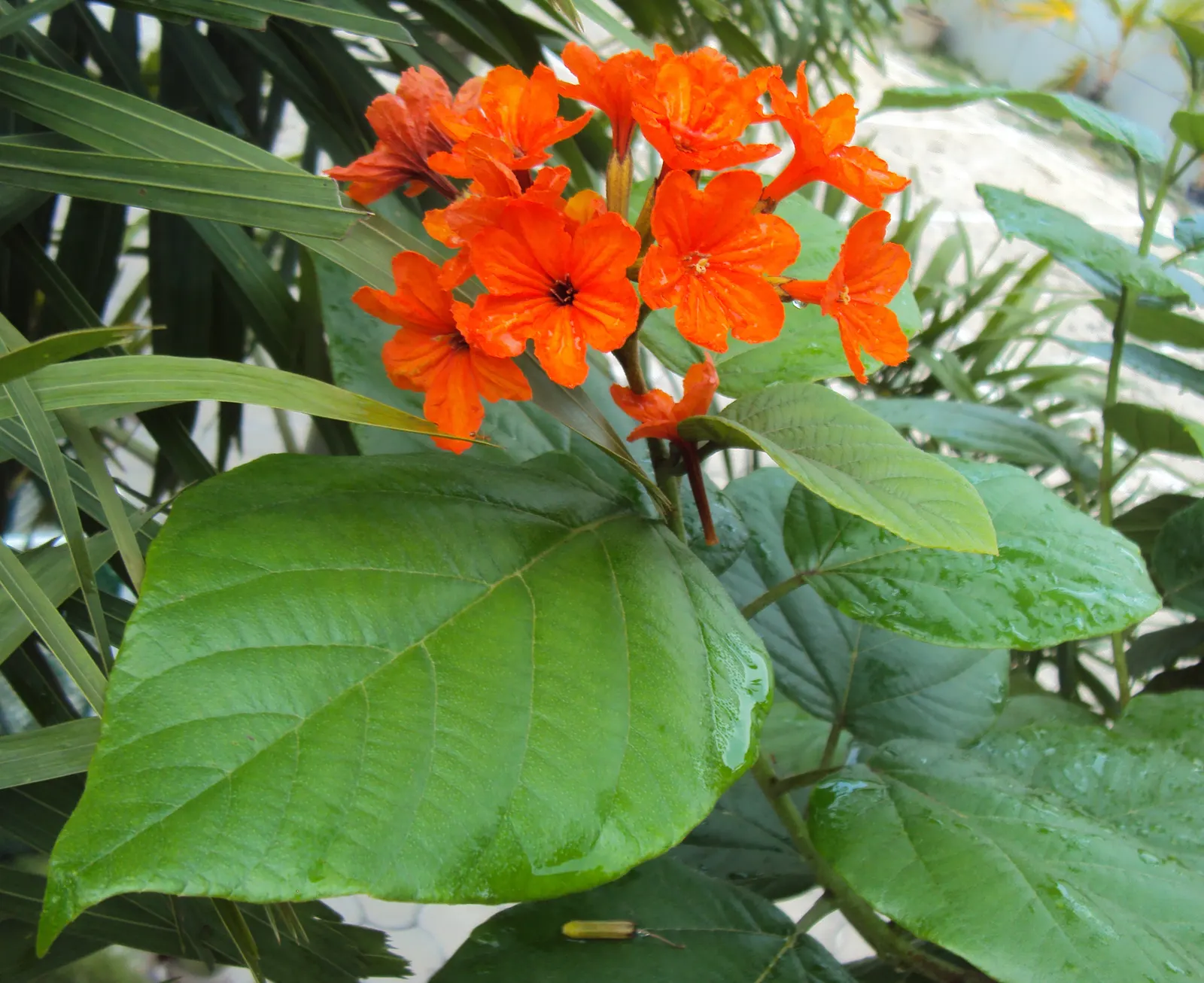 Orange Geiger Tree (Cordia Sebestena) — and can withstand brief spells of drought once established; making it suitable for coastal areas, image 75