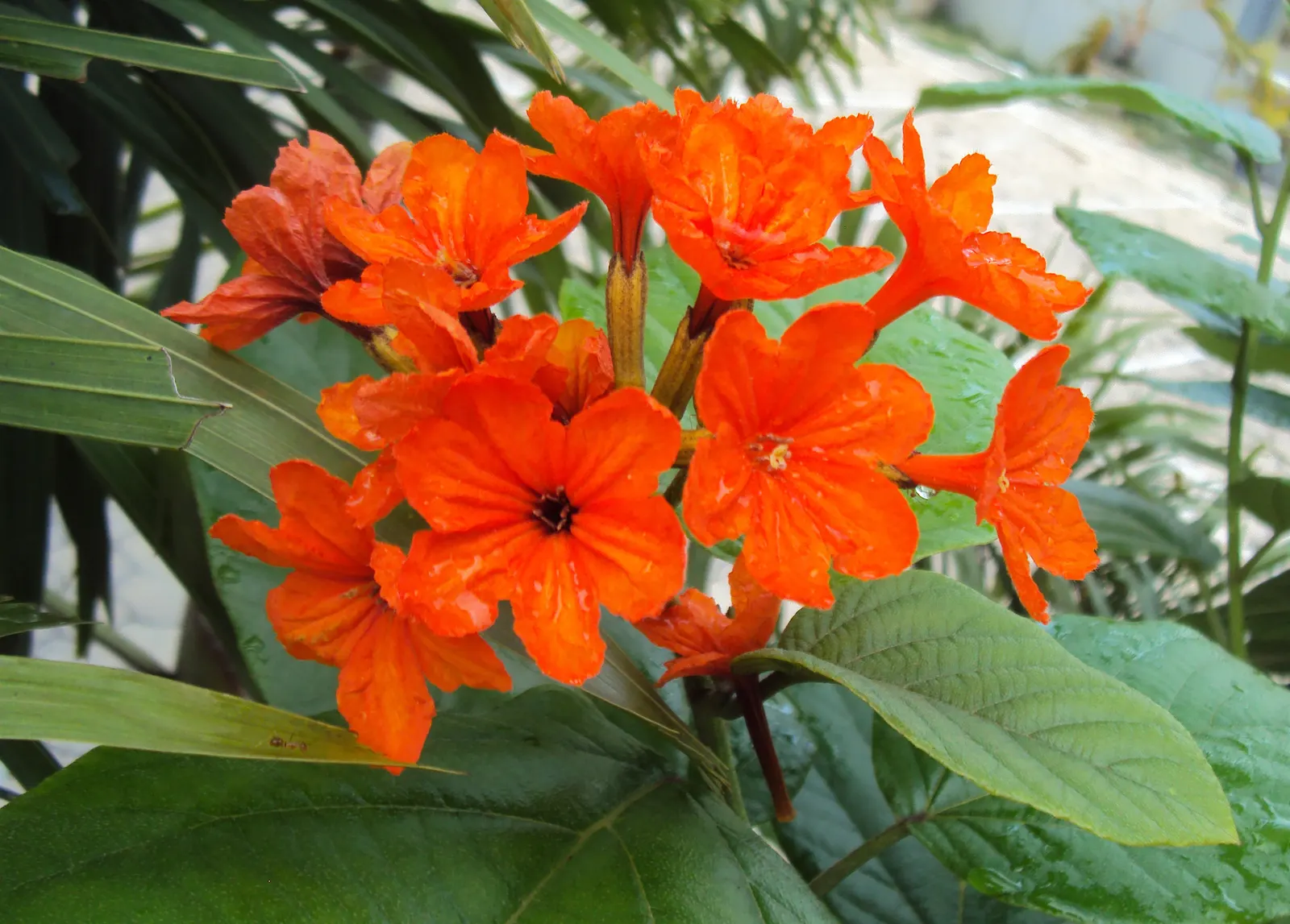 Orange Geiger Tree (Cordia Sebestena) — shrub with white blooms; making it suitable for coastal areas