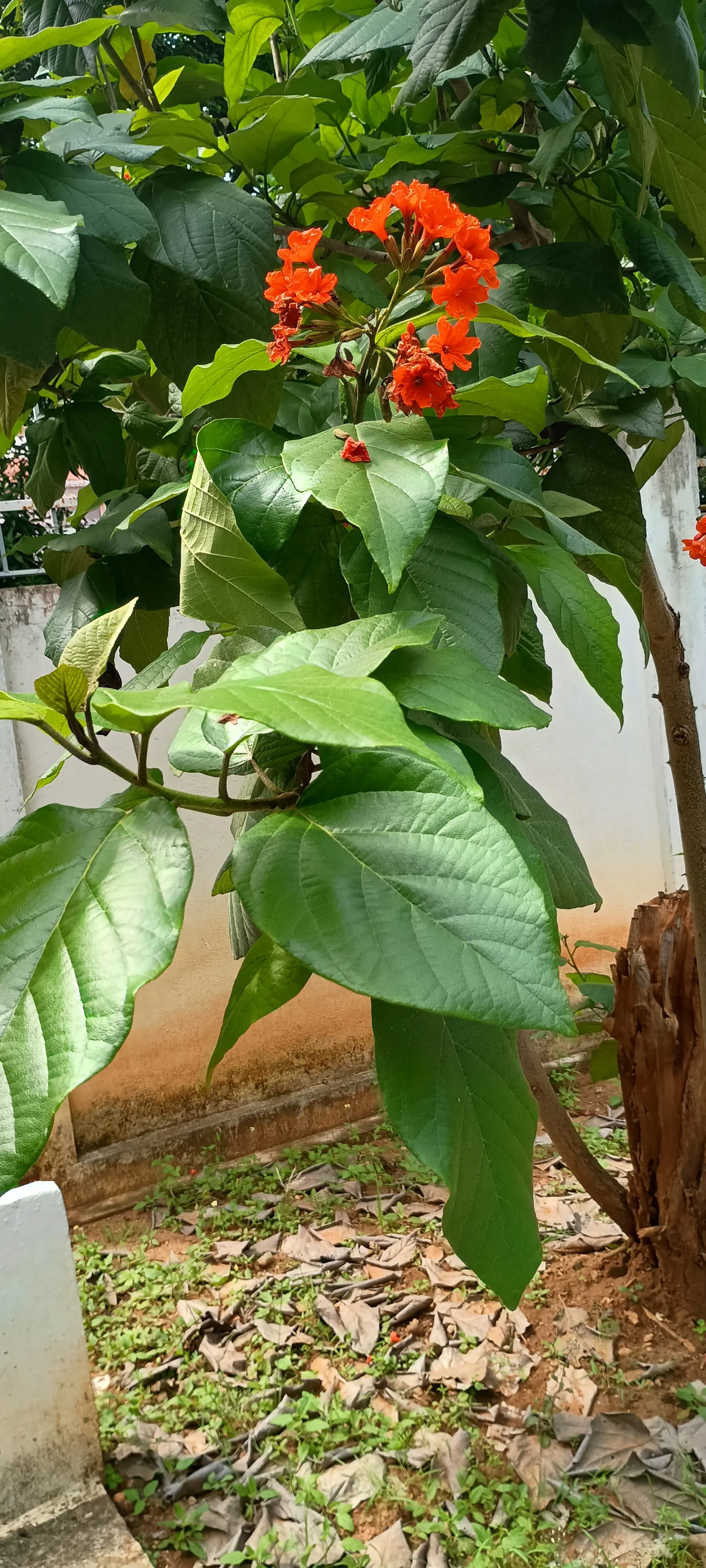 Orange Geiger Tree (Cordia Sebestena) — its foliage consists of broad; this evergreen reaches up to 20-30 feet in height and spreads up to 20 feet, image 69