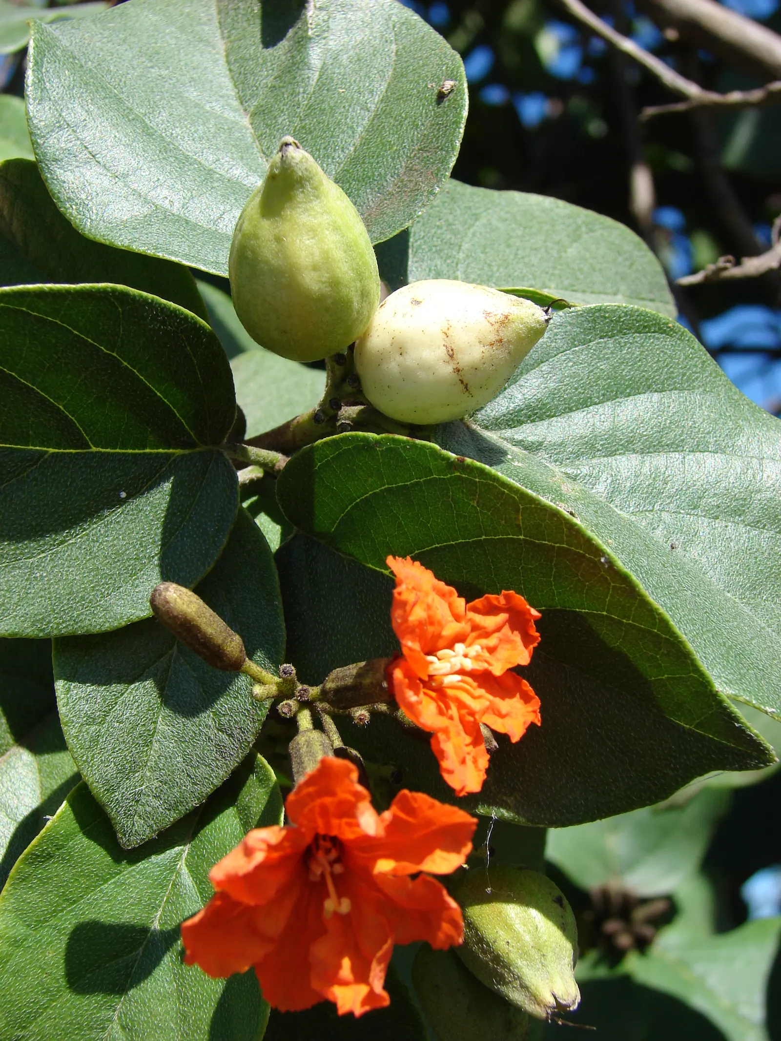 Orange Geiger Tree (Cordia Sebestena) — It does not have significant pest or disease issues