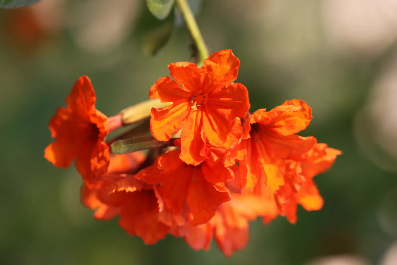 Orange Geiger Tree (Cordia Sebestena) — It does not have significant pest or disease issues; making it a reliable and resilient choice for a, image 108