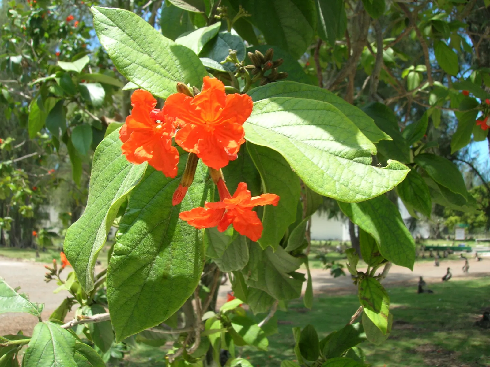 Orange Geiger Tree (Cordia Sebestena) — white flowers in the garden; allowing it to comfortably fit into residential gardens without overwhelming, image 82