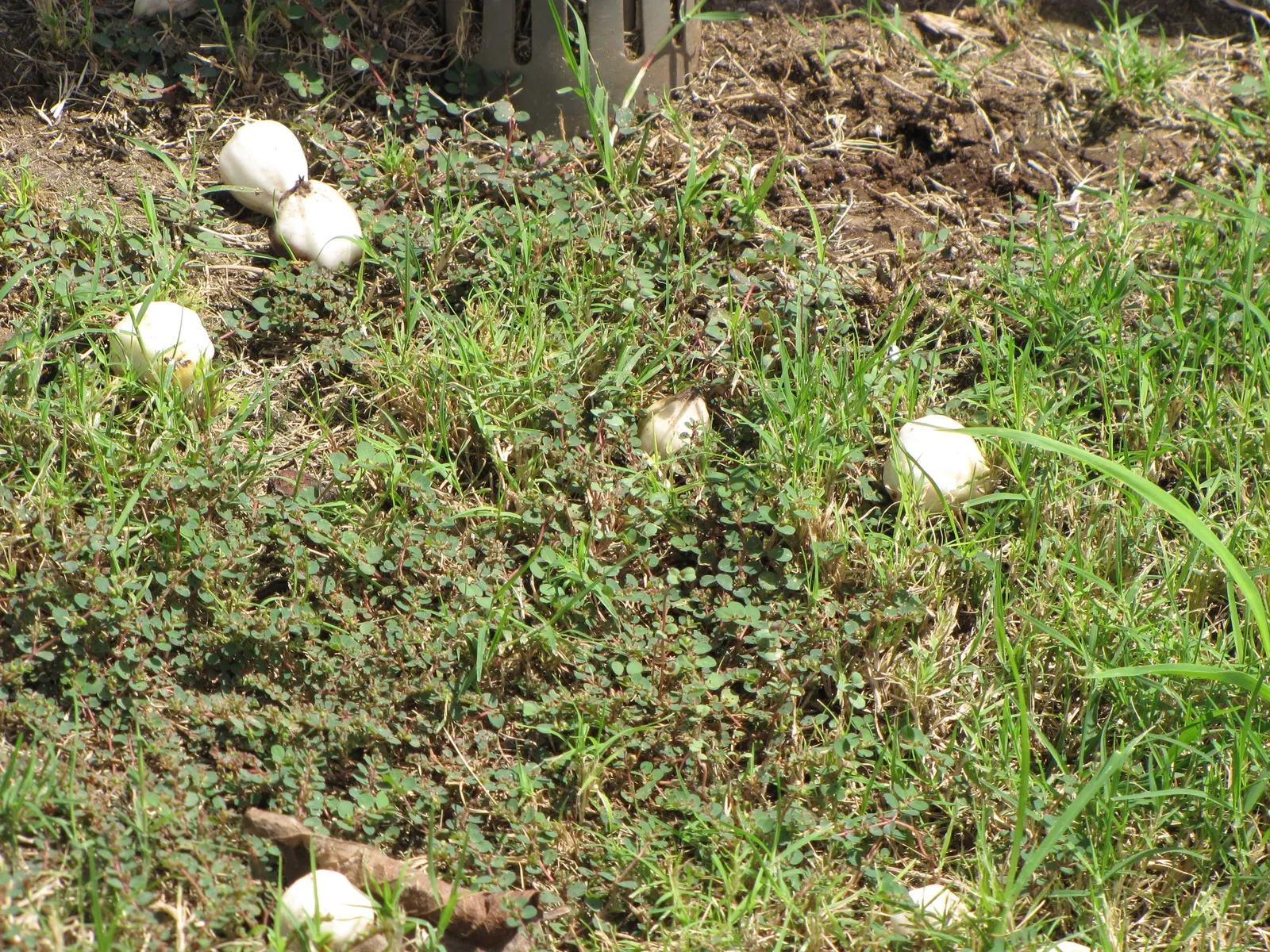 Orange Geiger Tree (Cordia Sebestena) — It prefers full sun and adapts to various soil types