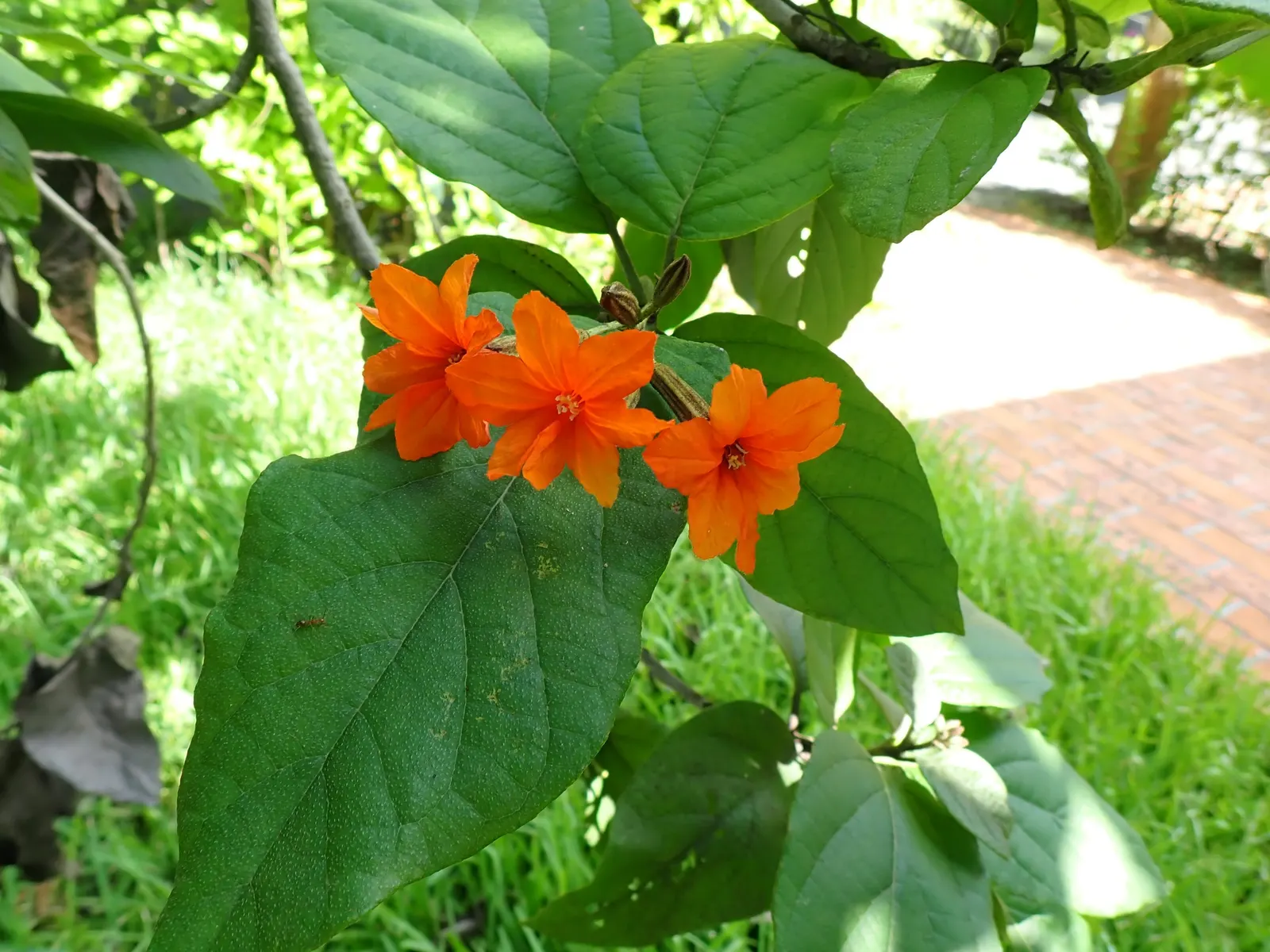 Orange Geiger Tree (Cordia Sebestena) — withstanding minimum temperatures of 30 to 40&deg;F.<br><br>In terms of maintenance; this evergreen reaches up to 20-30