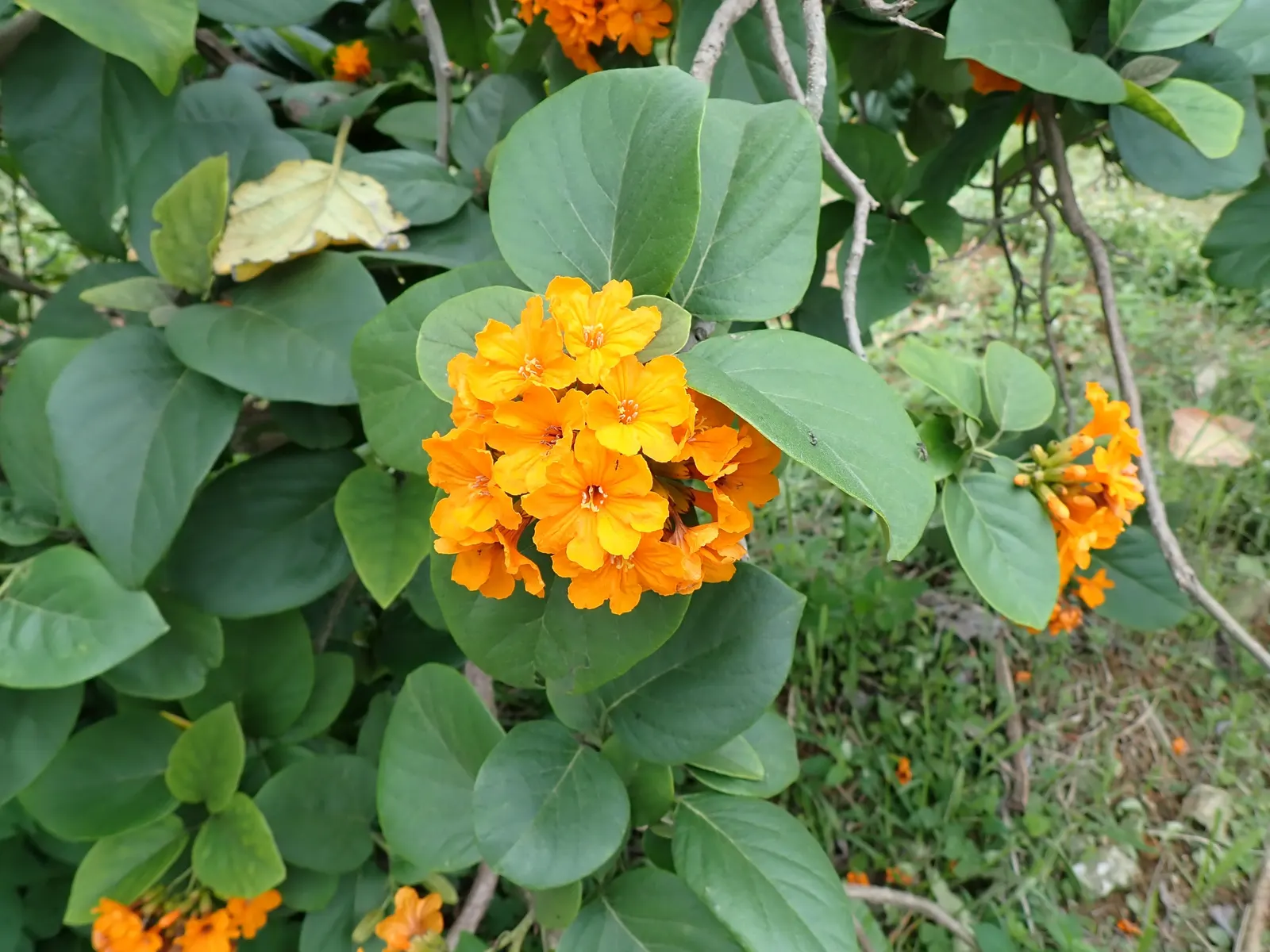 Orange Geiger Tree (Cordia Sebestena) — making it suitable for coastal settings; making it suitable for coastal areas