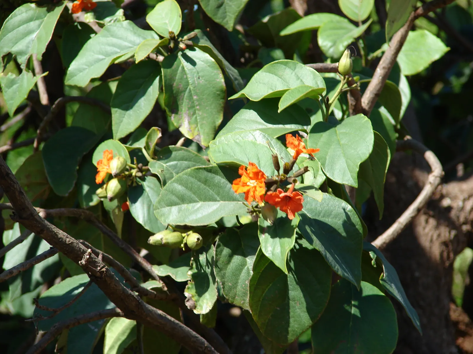 Orange Geiger Tree (Cordia Sebestena) — the Orange Geiger Tree is relatively low-maintenance