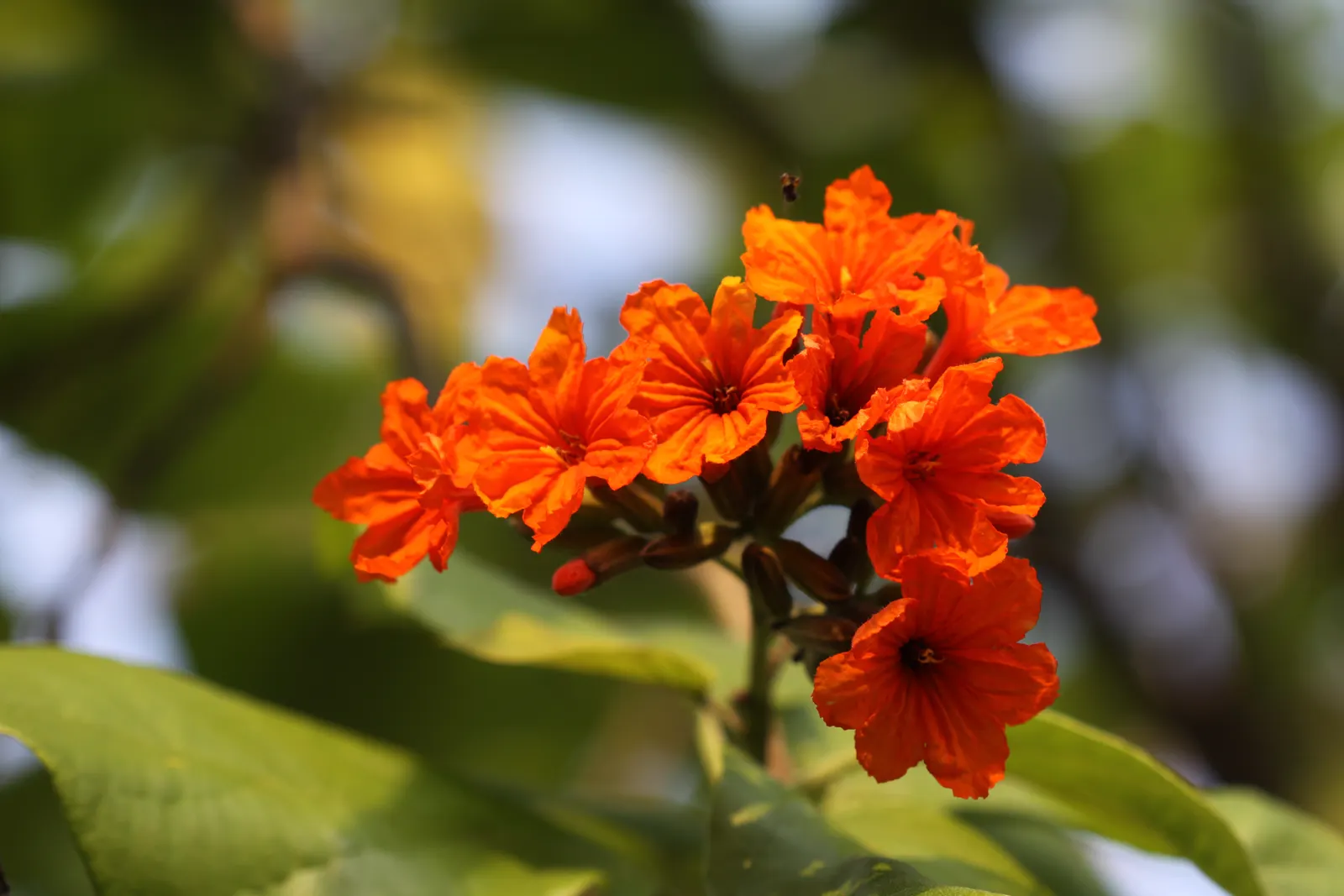 Orange Geiger Tree (Cordia Sebestena) — allowing it to comfortably fit into residential gardens without overwhelming the space; making it suitable for coastal