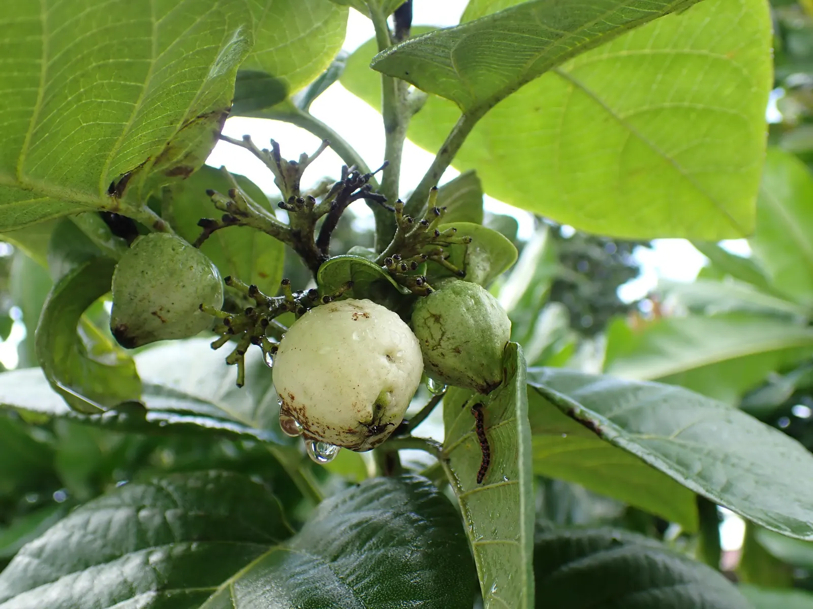 Orange Geiger Tree (Cordia Sebestena) — Each blossom measures approximately 2 inches across and contributes a stunning visual appeal; making it a reliable and
