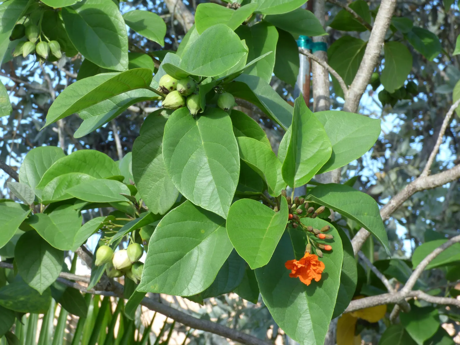 Orange Geiger Tree (Cordia Sebestena) — making it suitable for coastal settings