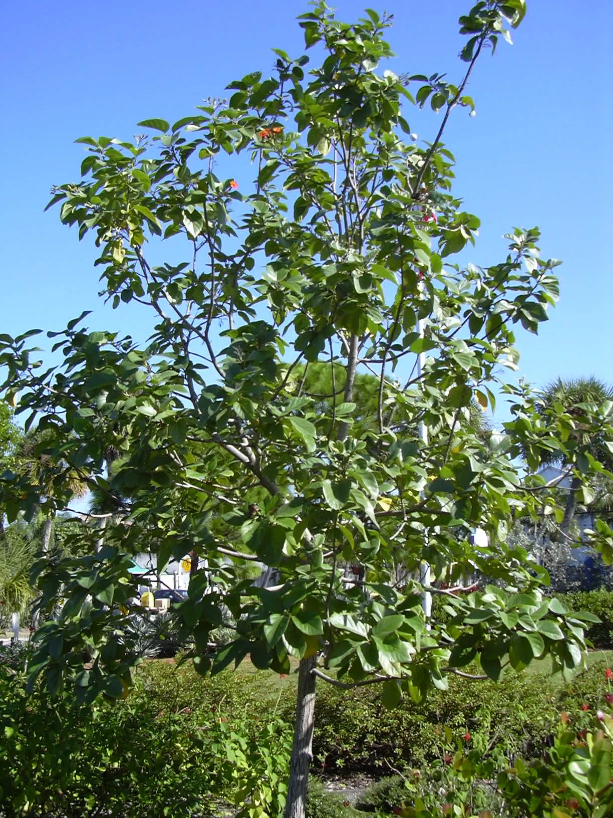 Orange Geiger Tree (Cordia Sebestena) — which bloom throughout the year; allowing it to comfortably fit into residential gardens without, image 70