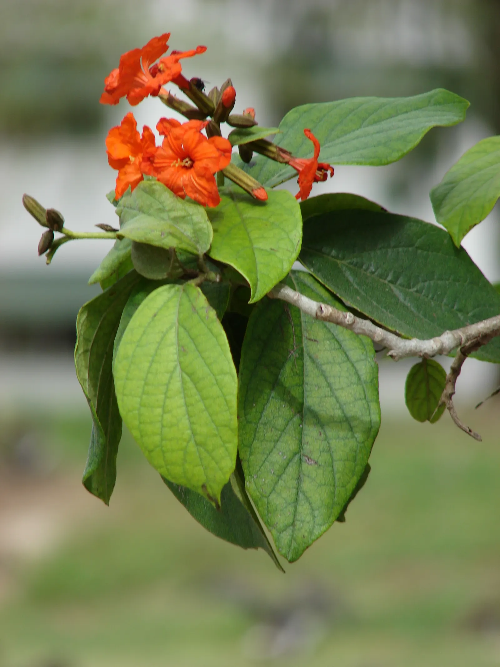 Orange Geiger Tree (Cordia Sebestena) — it thrives in the USDA hardiness zones 10 to 12; making it a reliable and resilient choice for a fuss-free garden