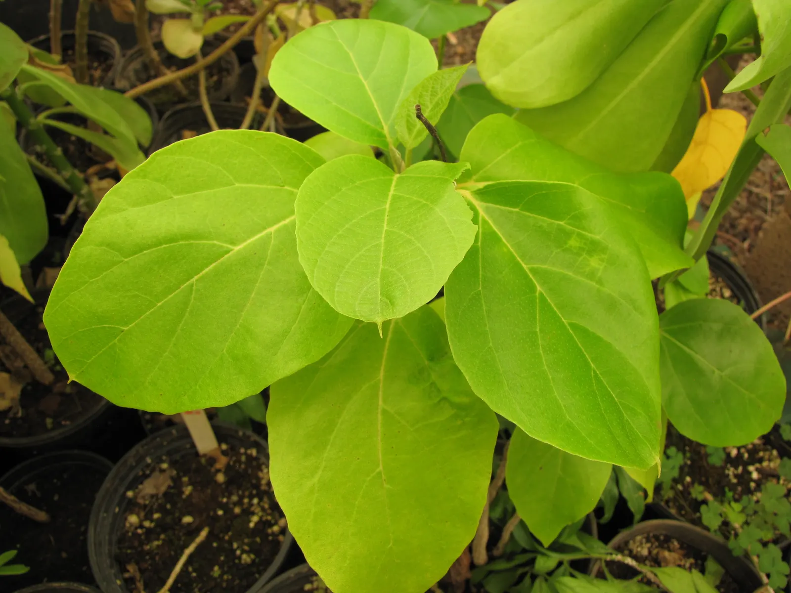 Orange Geiger Tree (Cordia Sebestena) — it thrives in the USDA hardiness zones 10 to 12; making it a reliable and resilient choice for a fuss-free, image 76