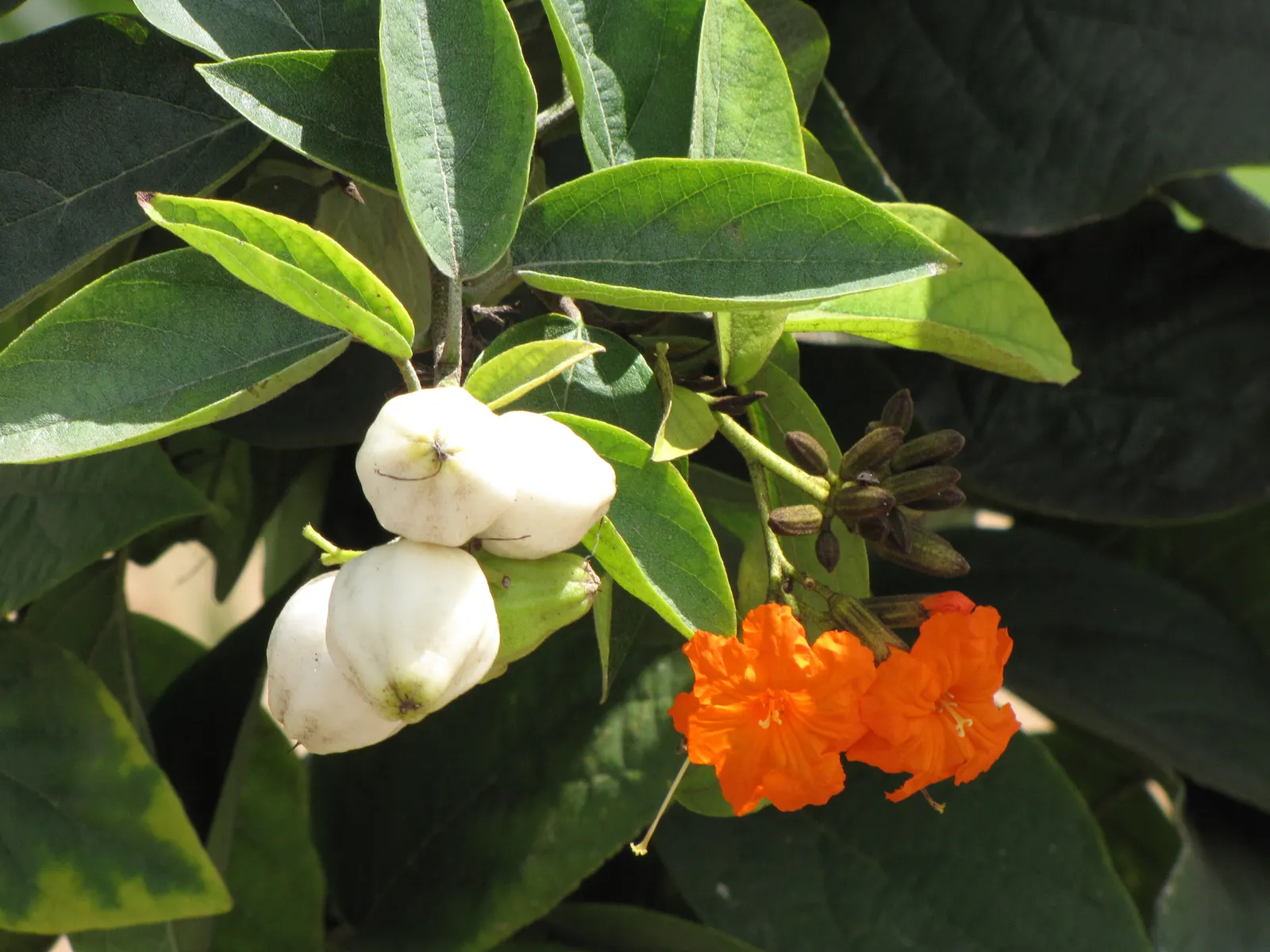 Orange Geiger Tree (Cordia Sebestena) — Regular watering promotes optimal growth; making it a reliable and resilient choice for a fuss-free garden addition