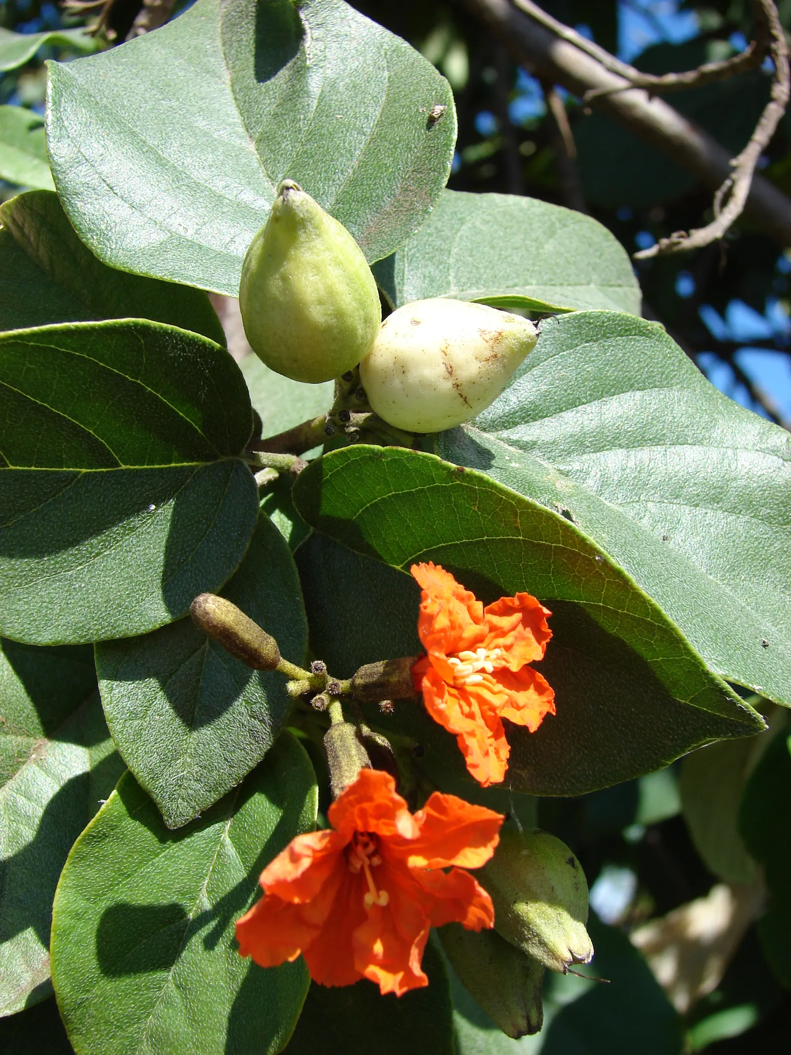 Orange Geiger Tree (Cordia Sebestena) — it serves as an accent or shade tree and is salt-tolerant; allowing it to comfortably fit into residential, image 90