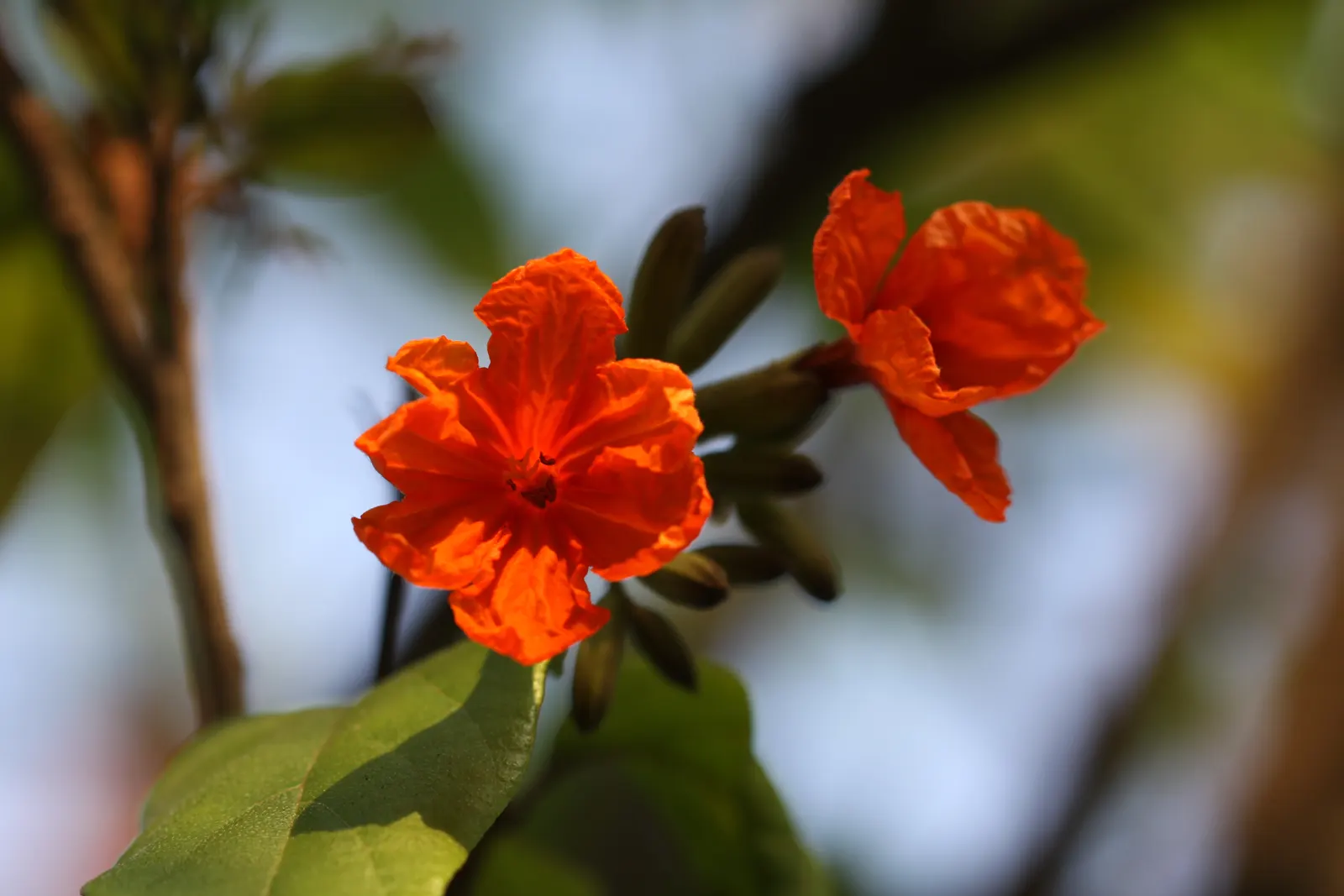 Orange Geiger Tree (Cordia Sebestena) — peaking in the warm summer months; making it suitable for coastal areas, image 71